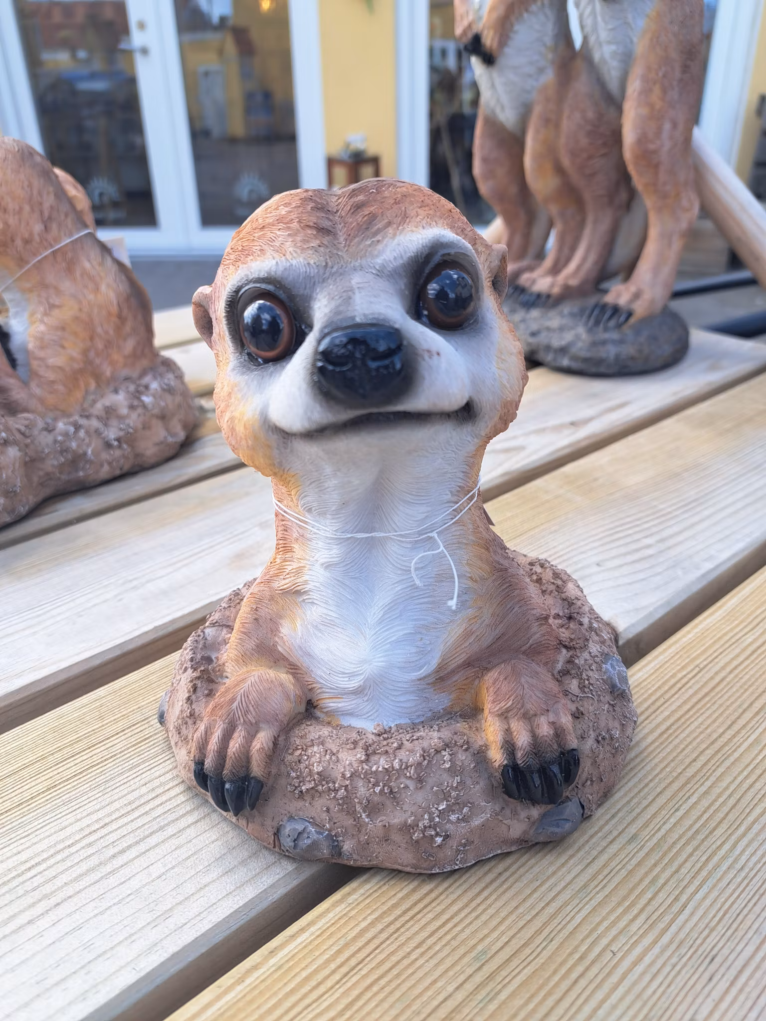 Meerkat grave