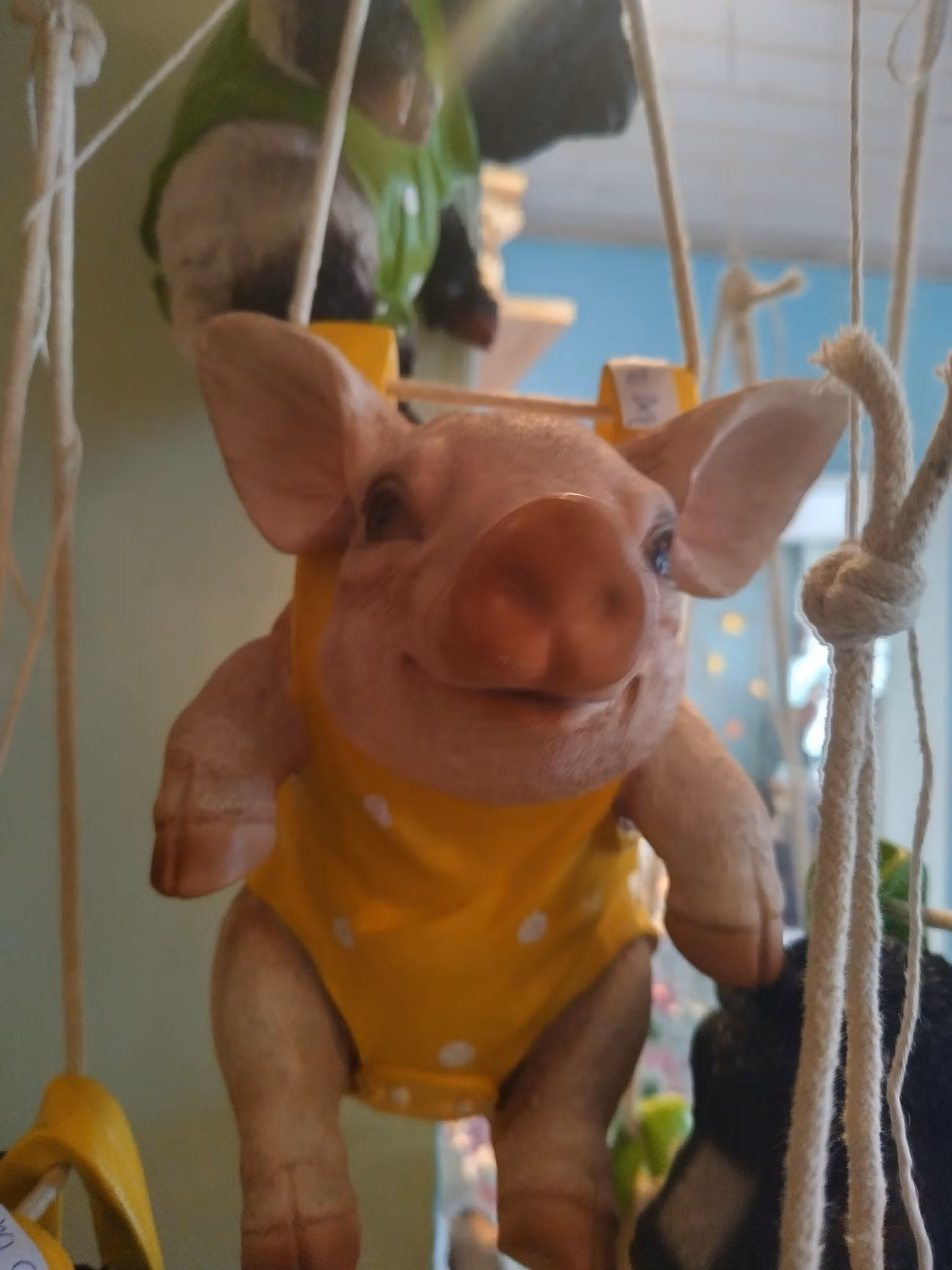 Gris med gul rygsæk