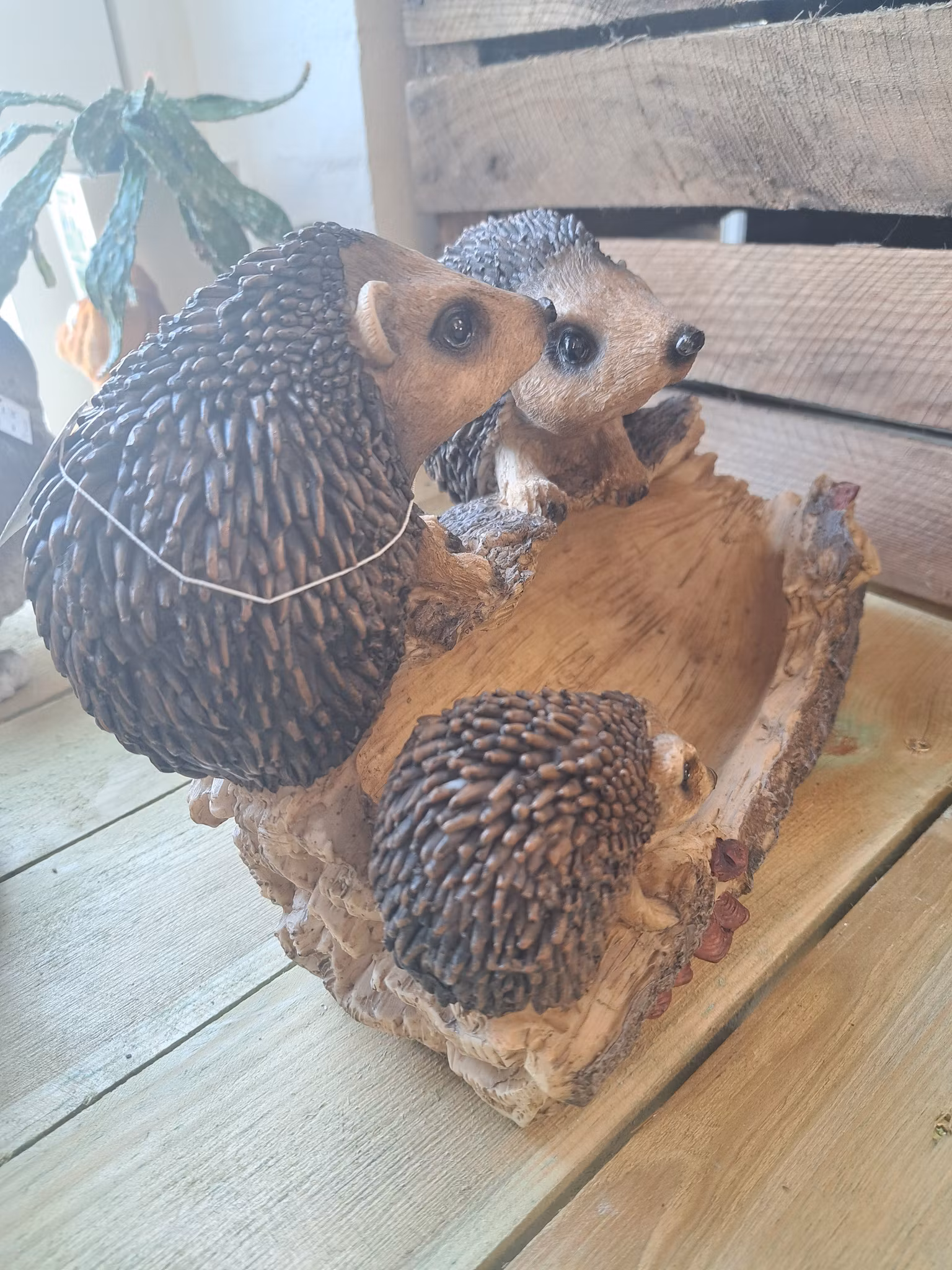 Pindsvinedrikke
