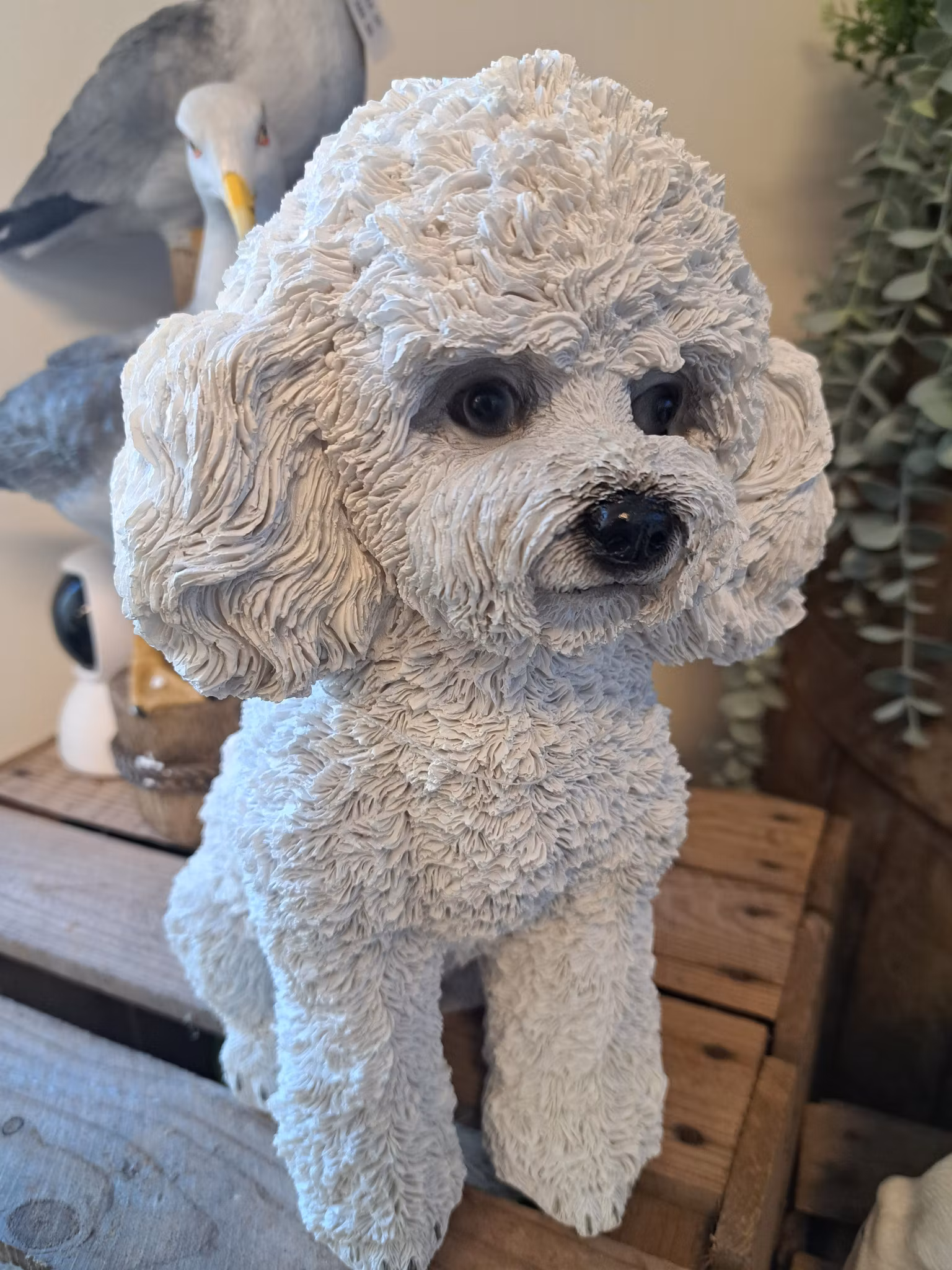 Poodle puppy white
