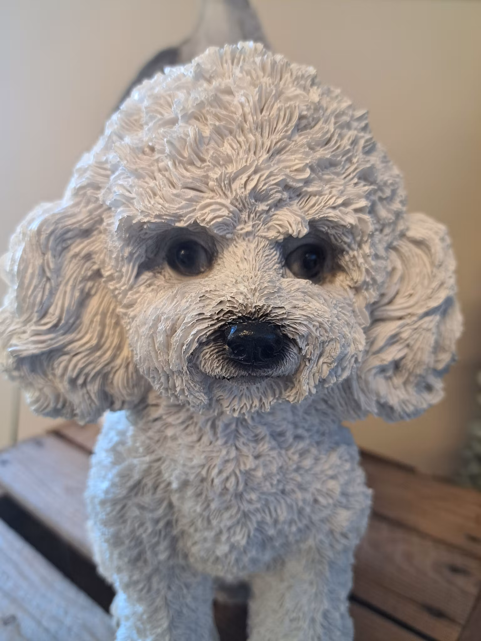 Poodle puppy white
