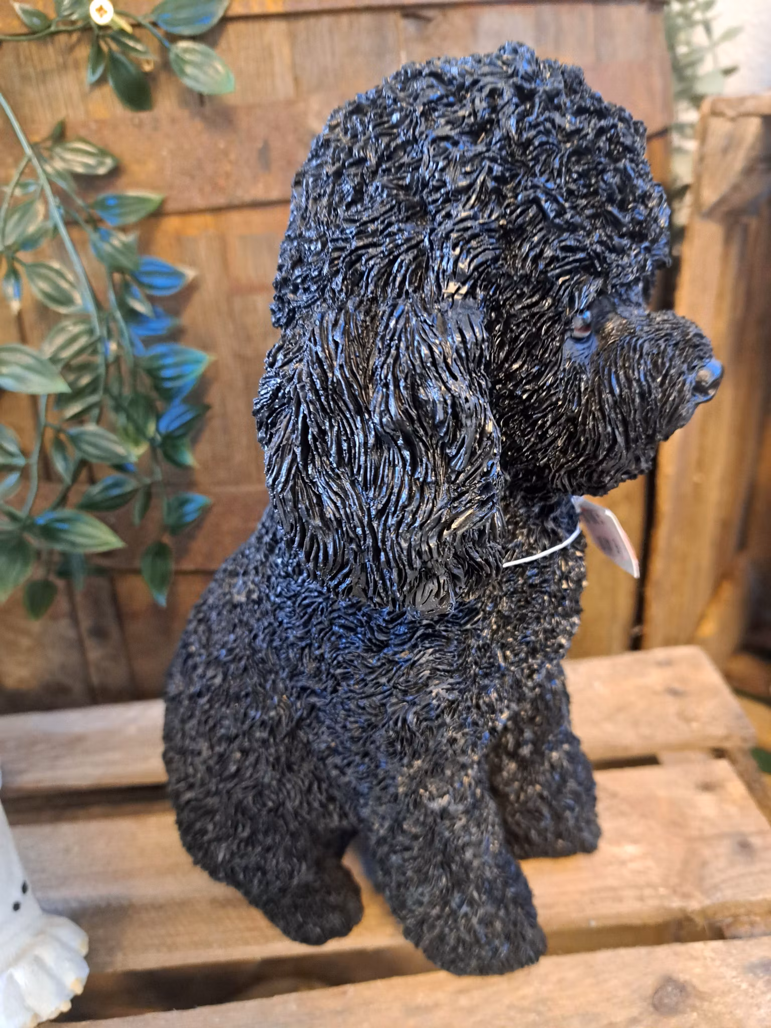 Poodle puppy black