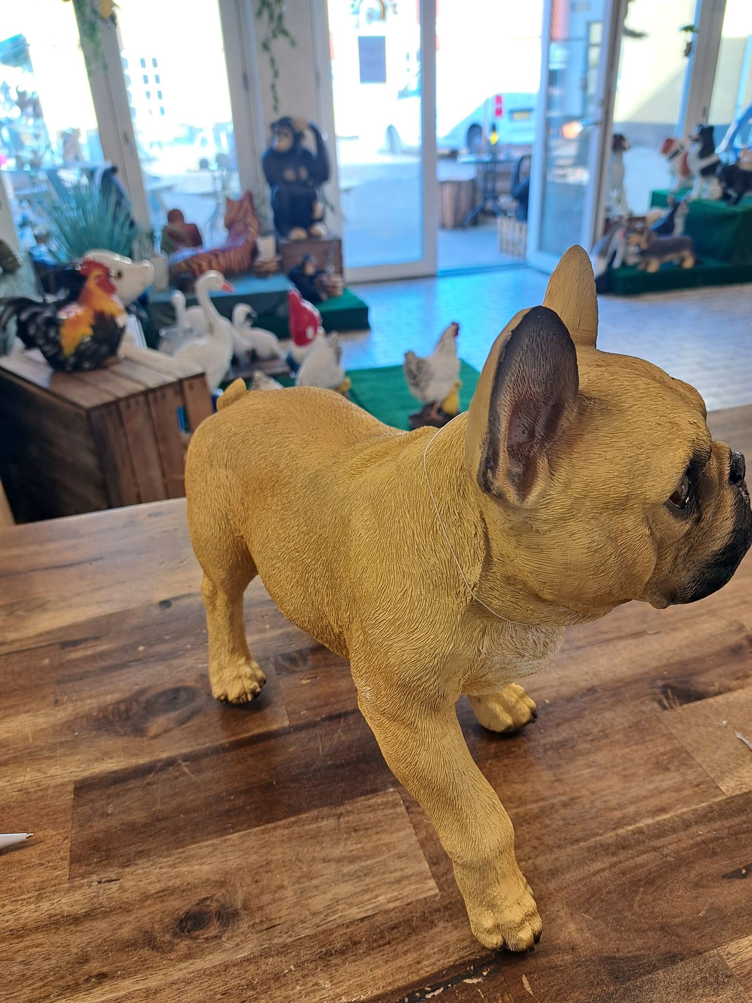 Fransk. Bulldog stående