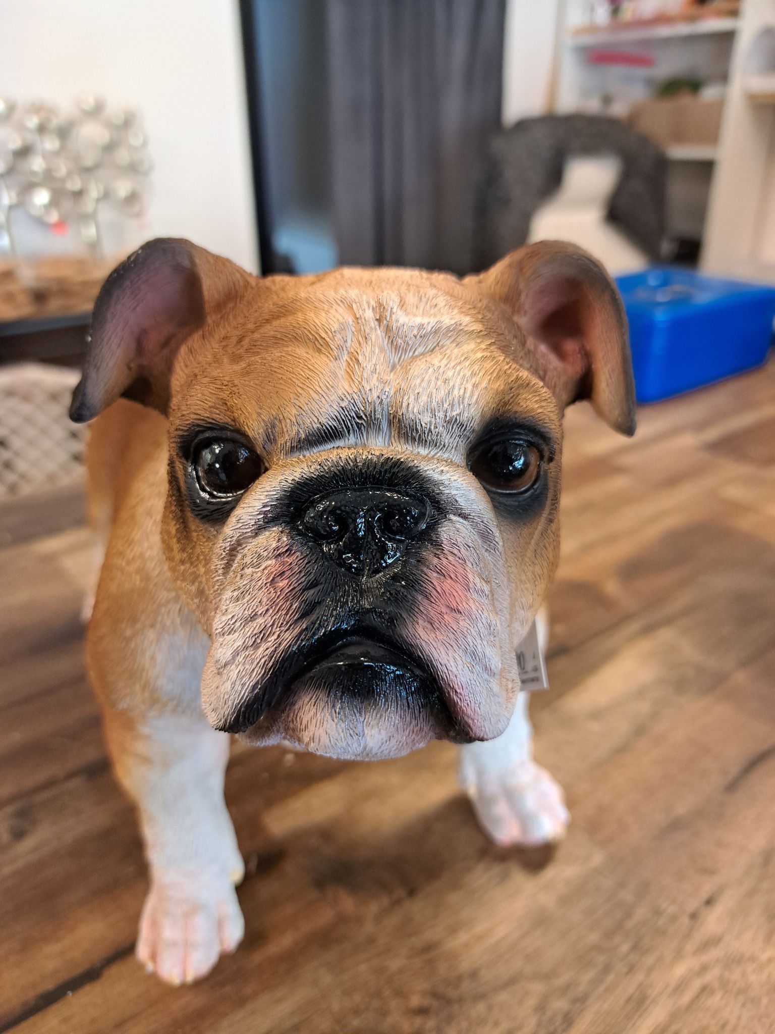 Bulldog stående