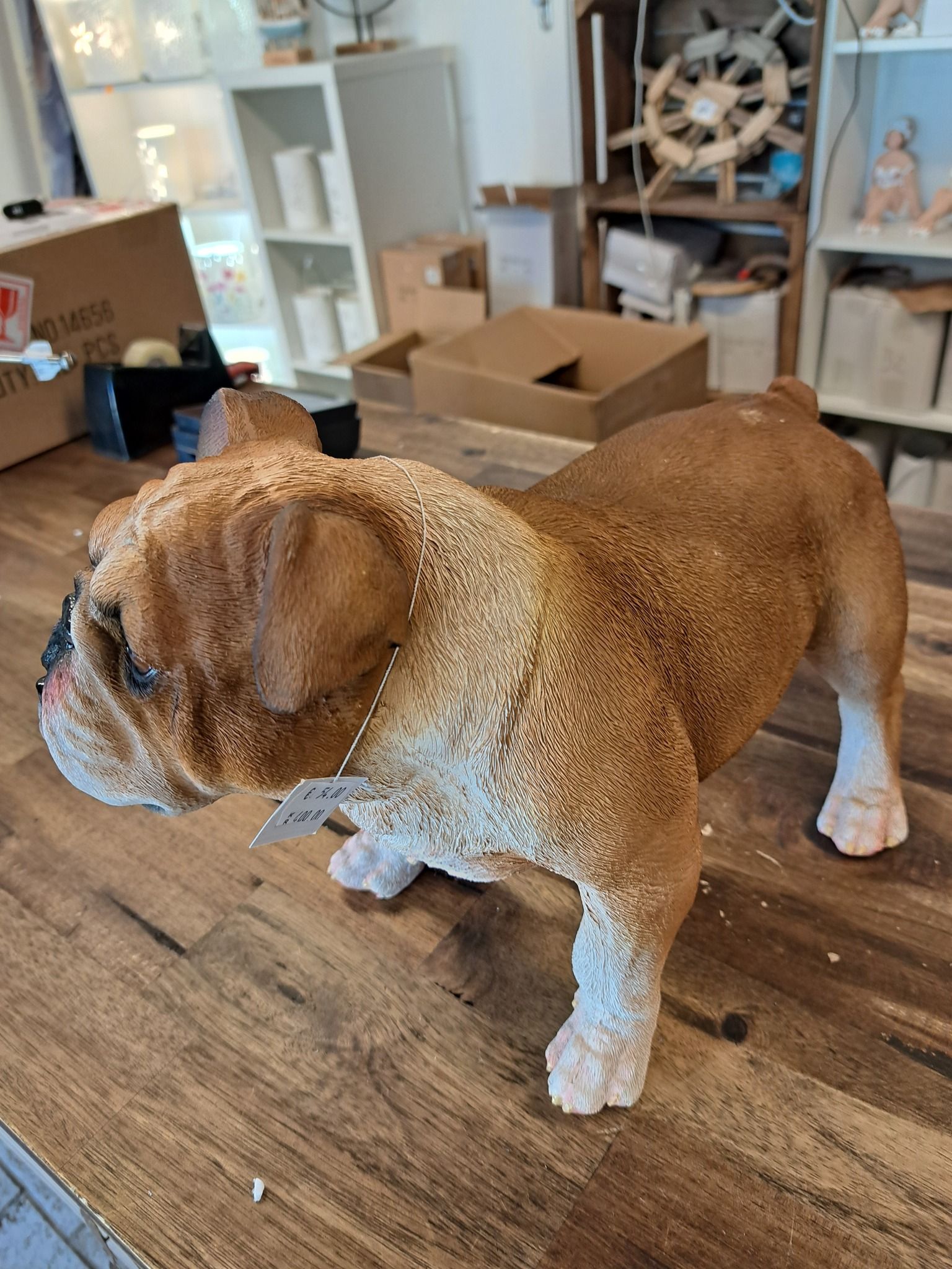 Bulldog stående