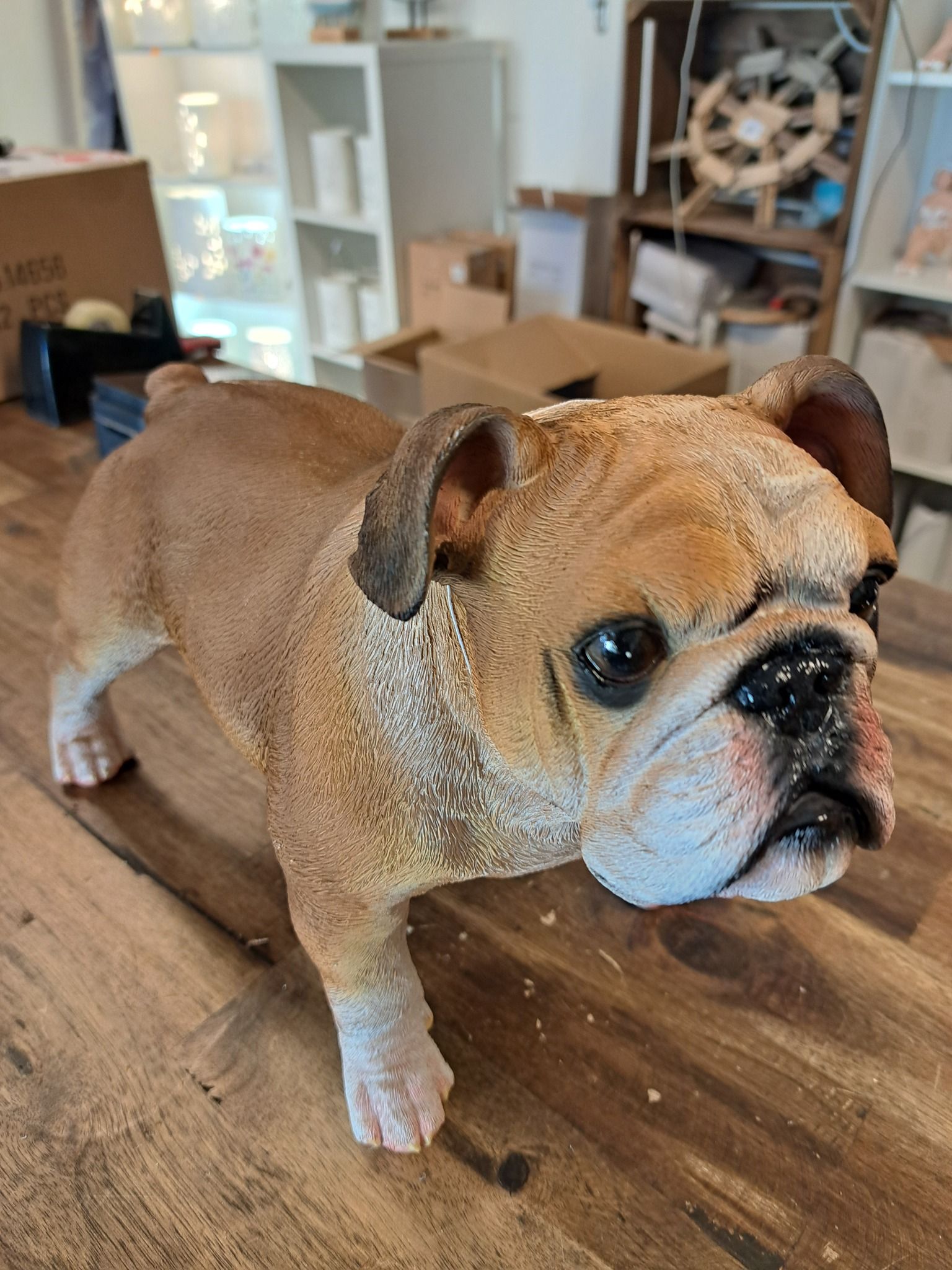 Bulldog stående