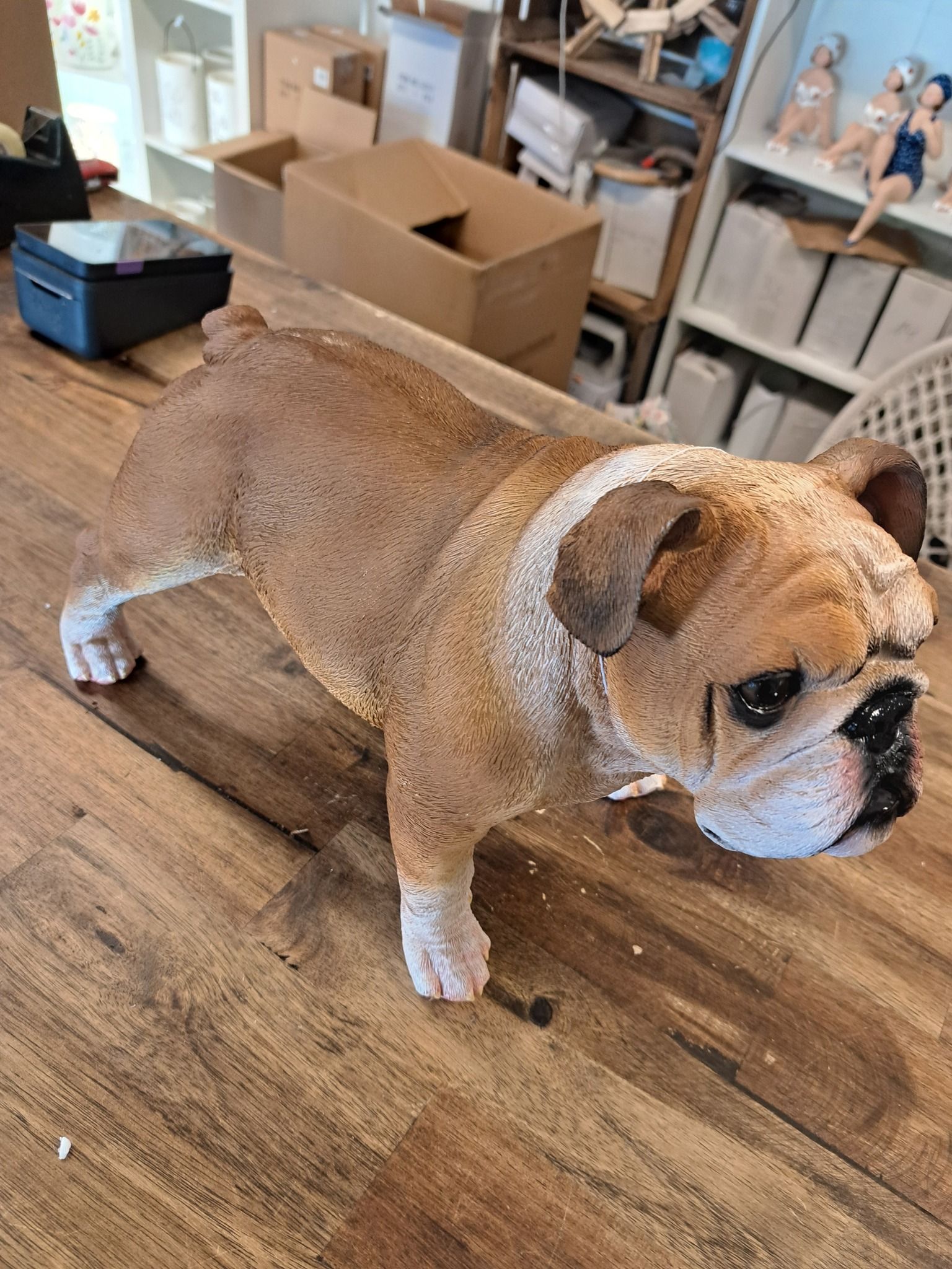 Bulldog stående