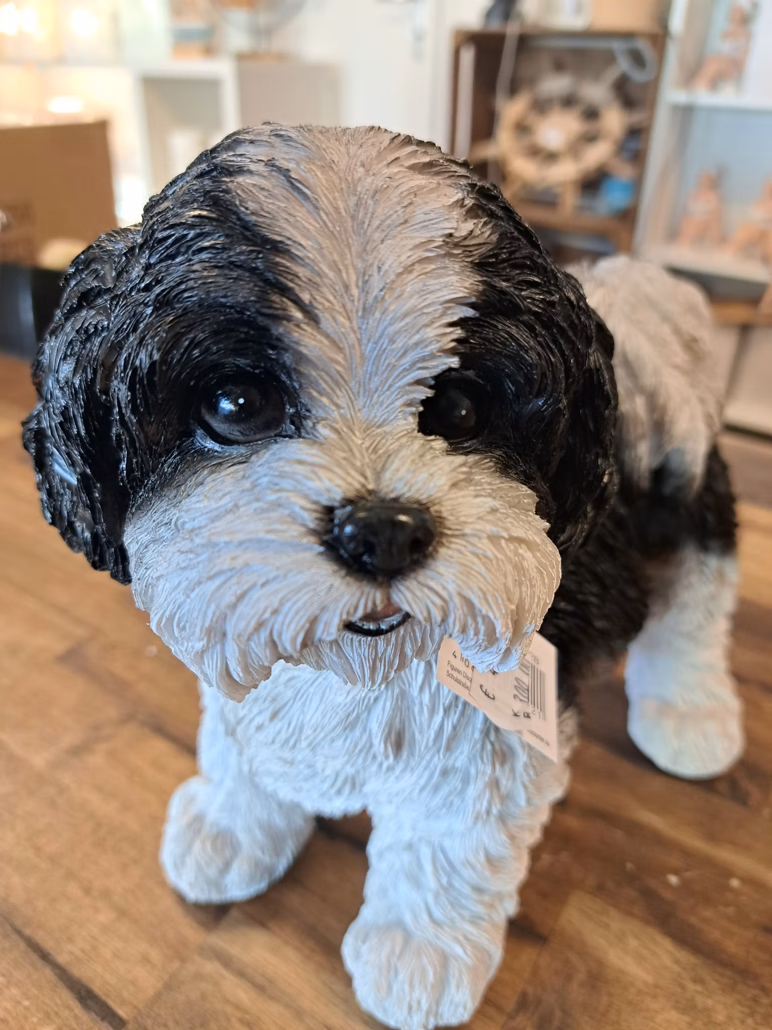Shi Tzu hvalp sort