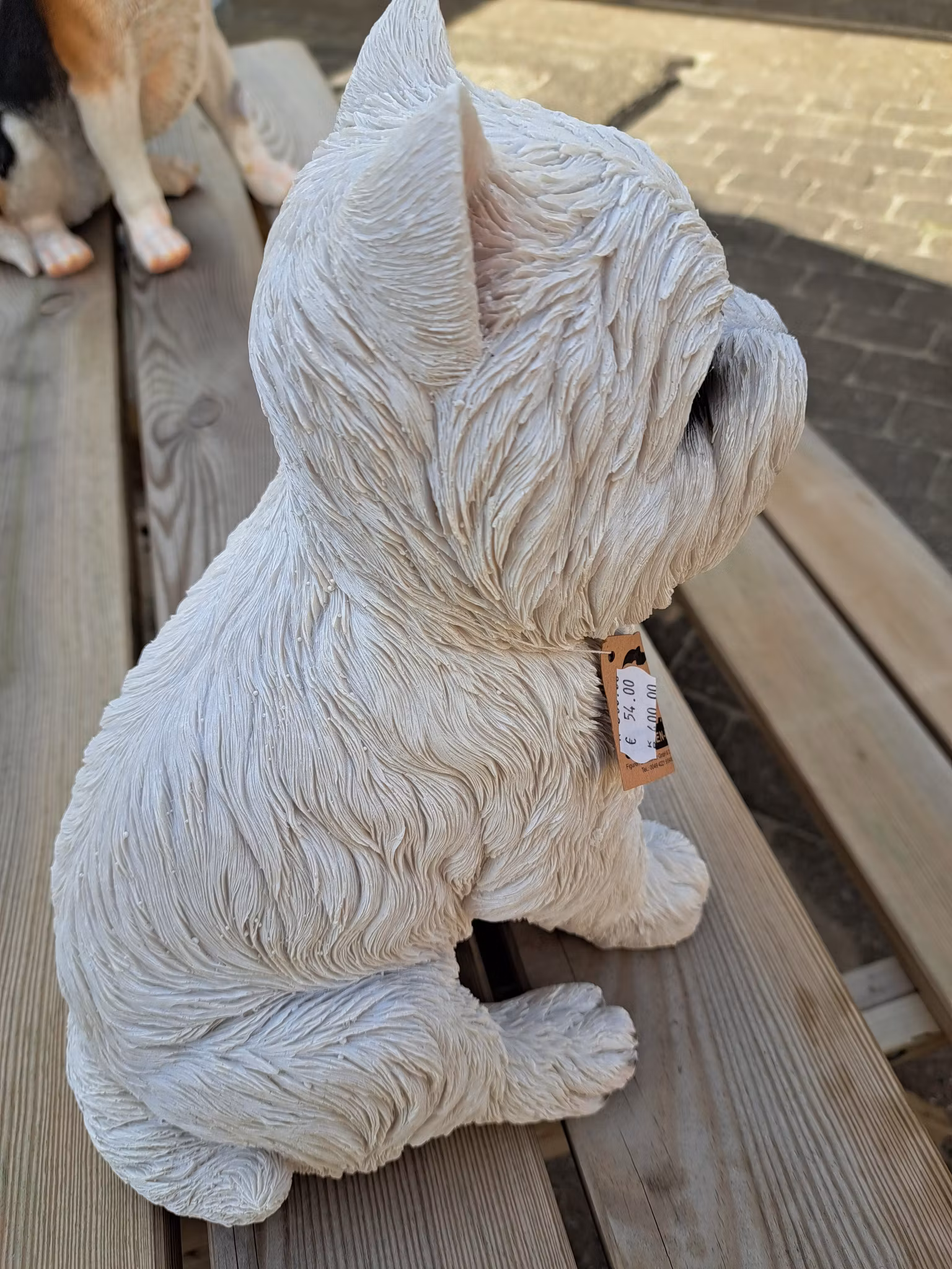 Westie sidder
