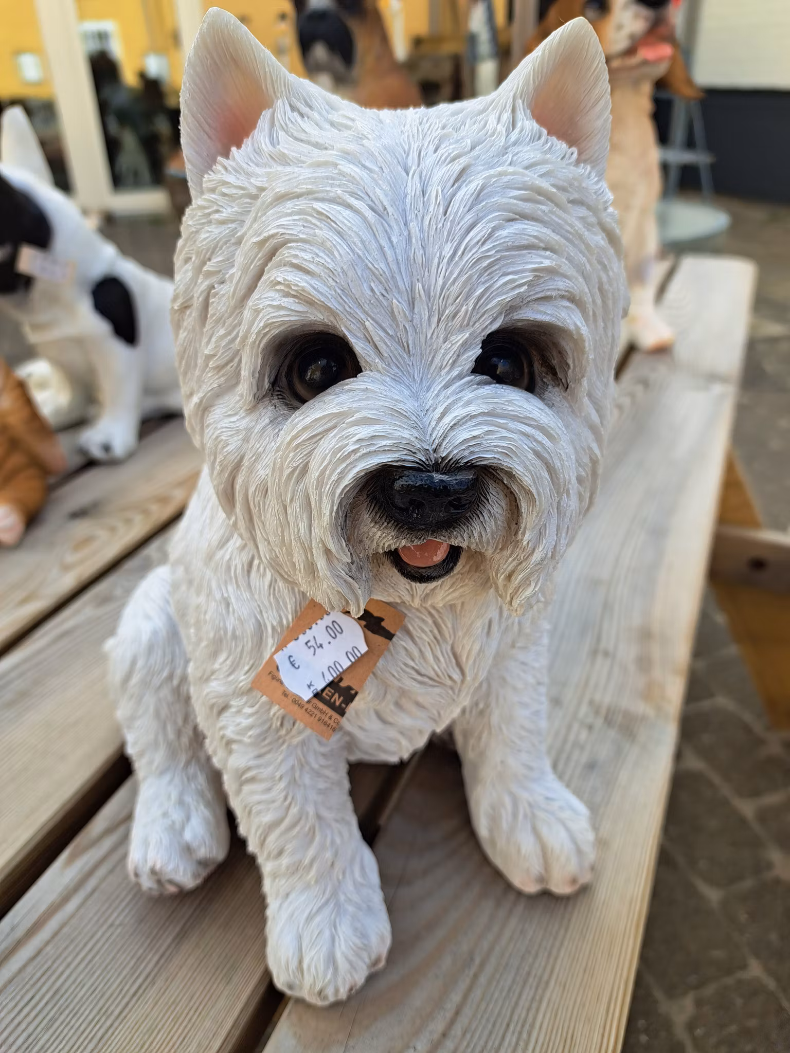 Westie sidder