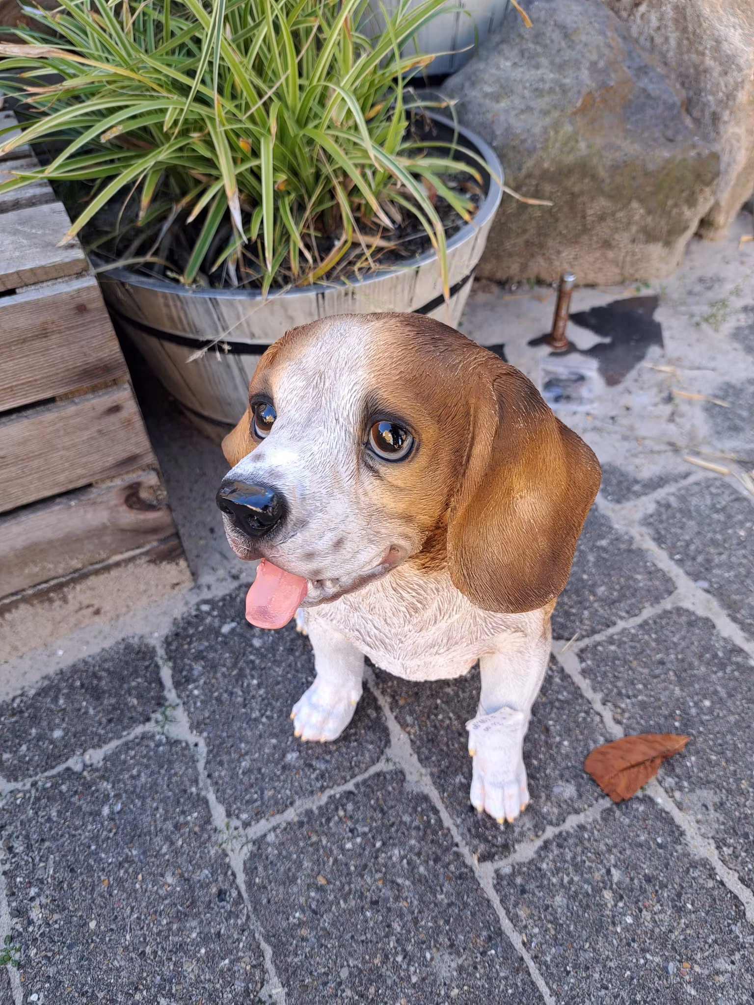 Beagle sidder