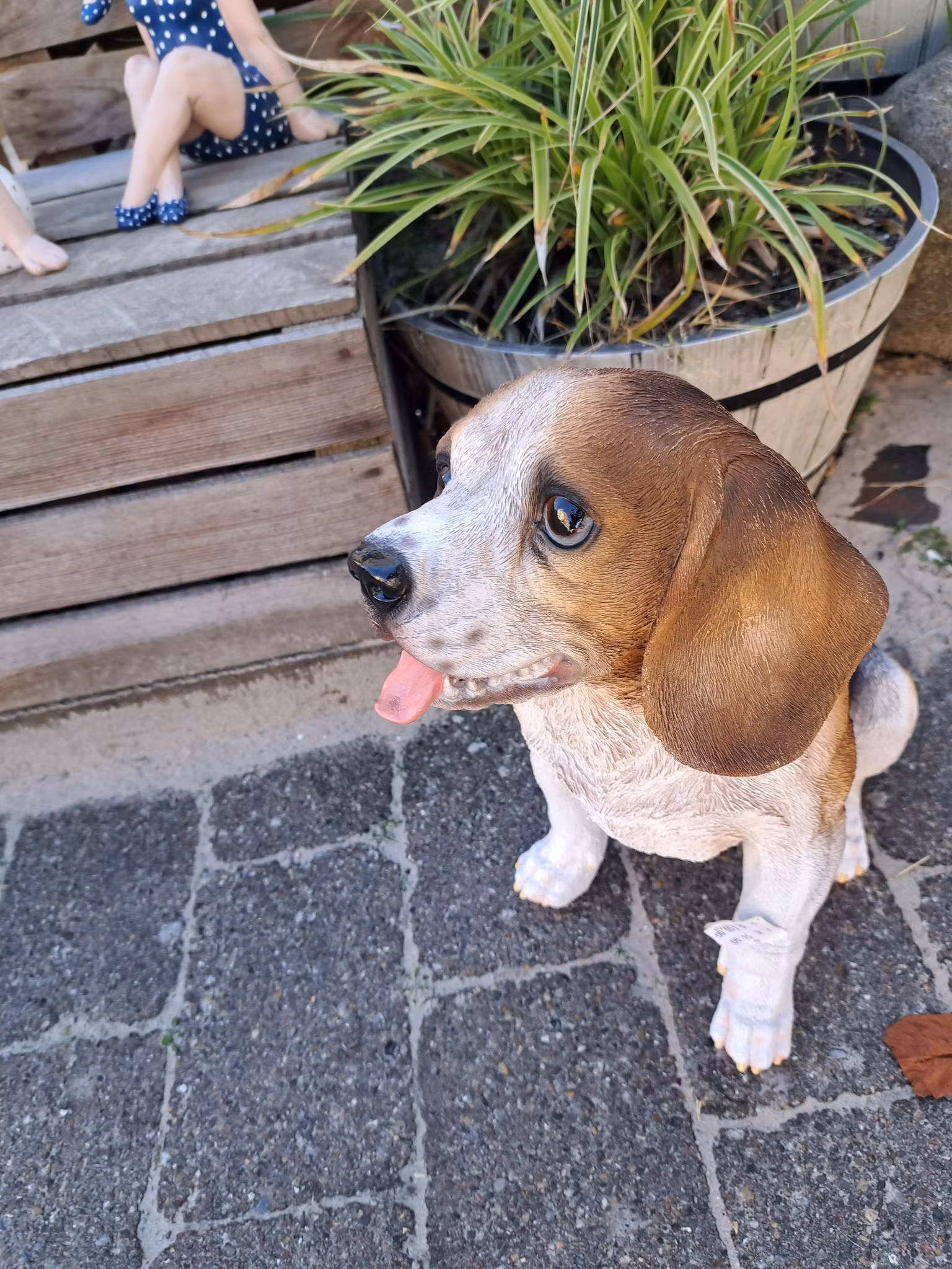 Beagle sidder