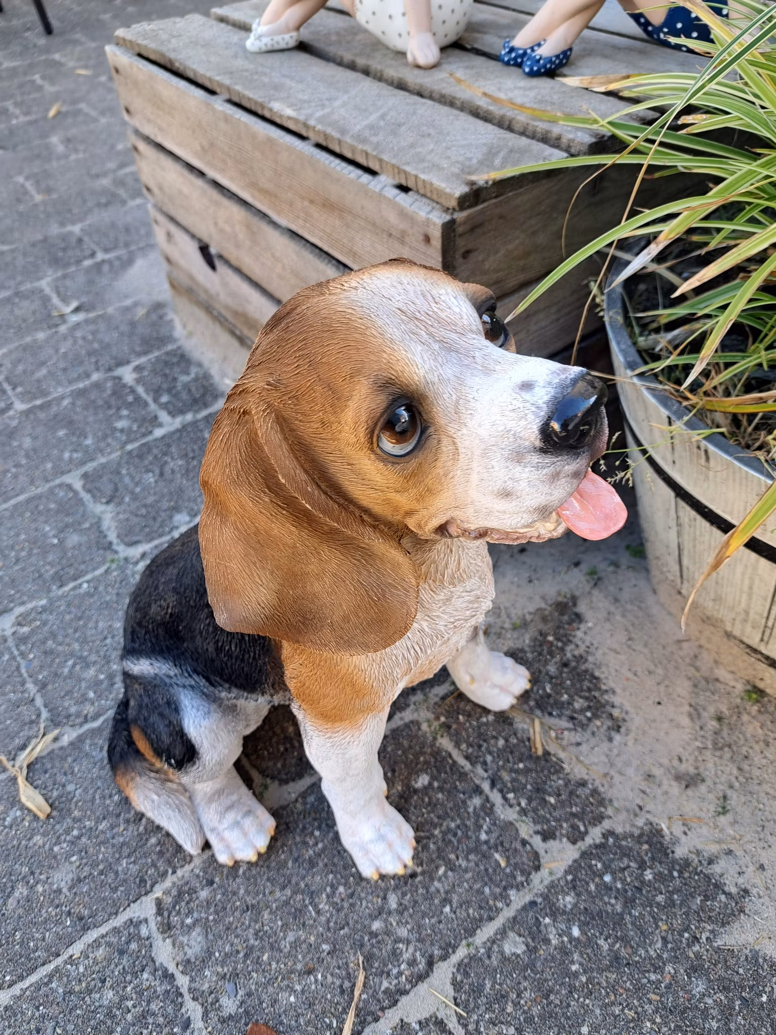 Beagle sidder