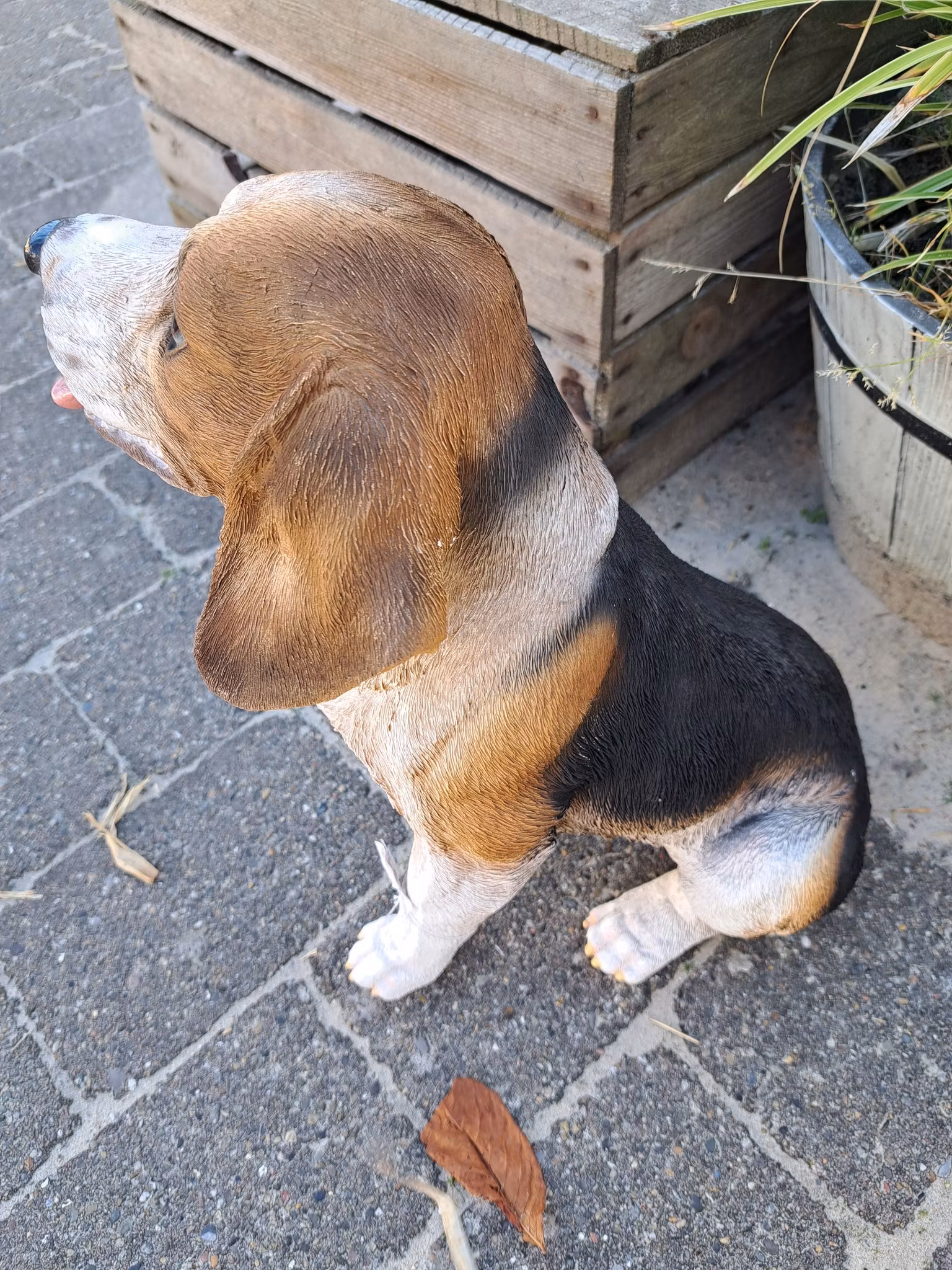 Beagle sidder