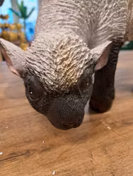 Græsning af får