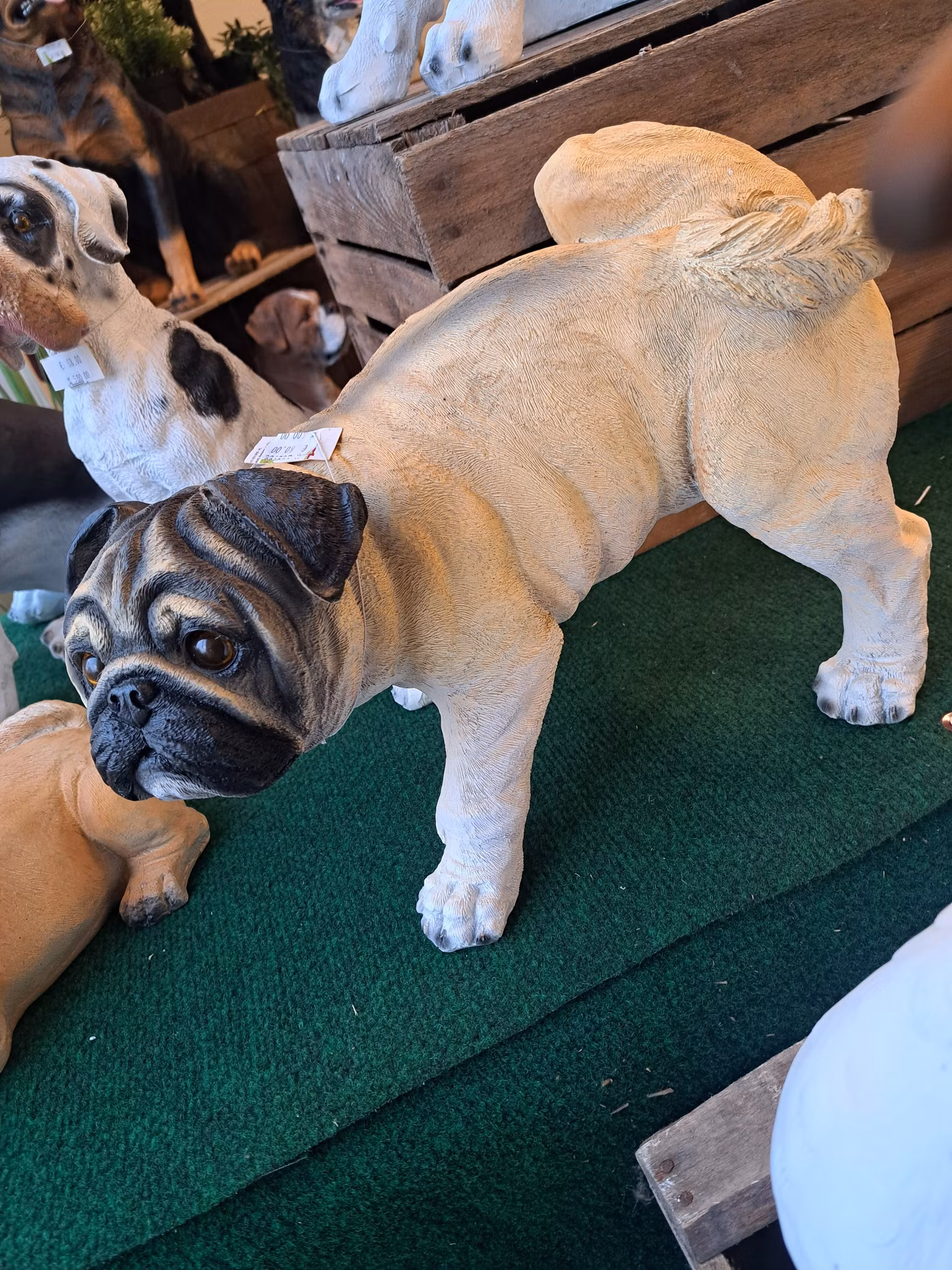 Mops tis