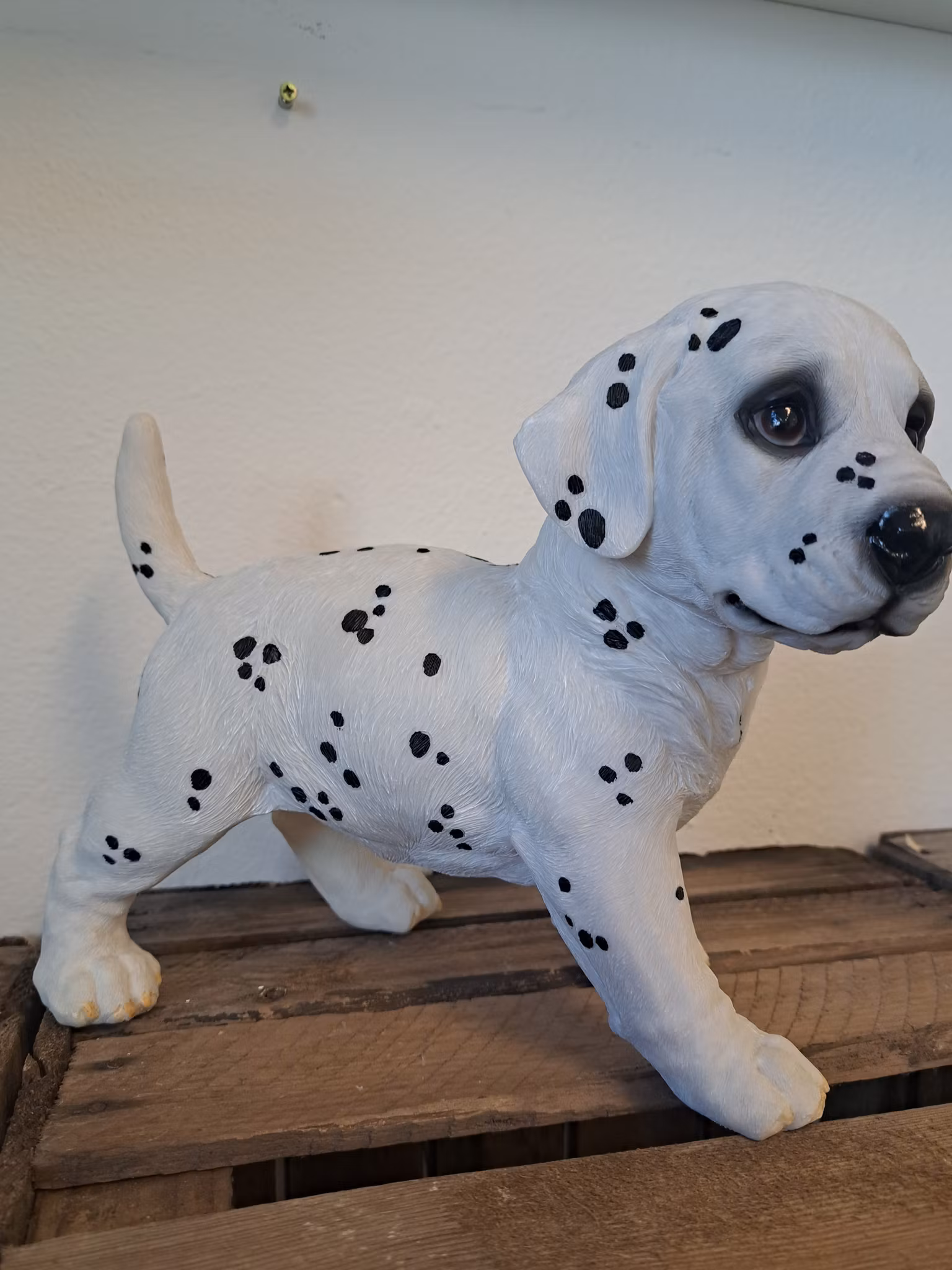 Dalmatinerhvalp