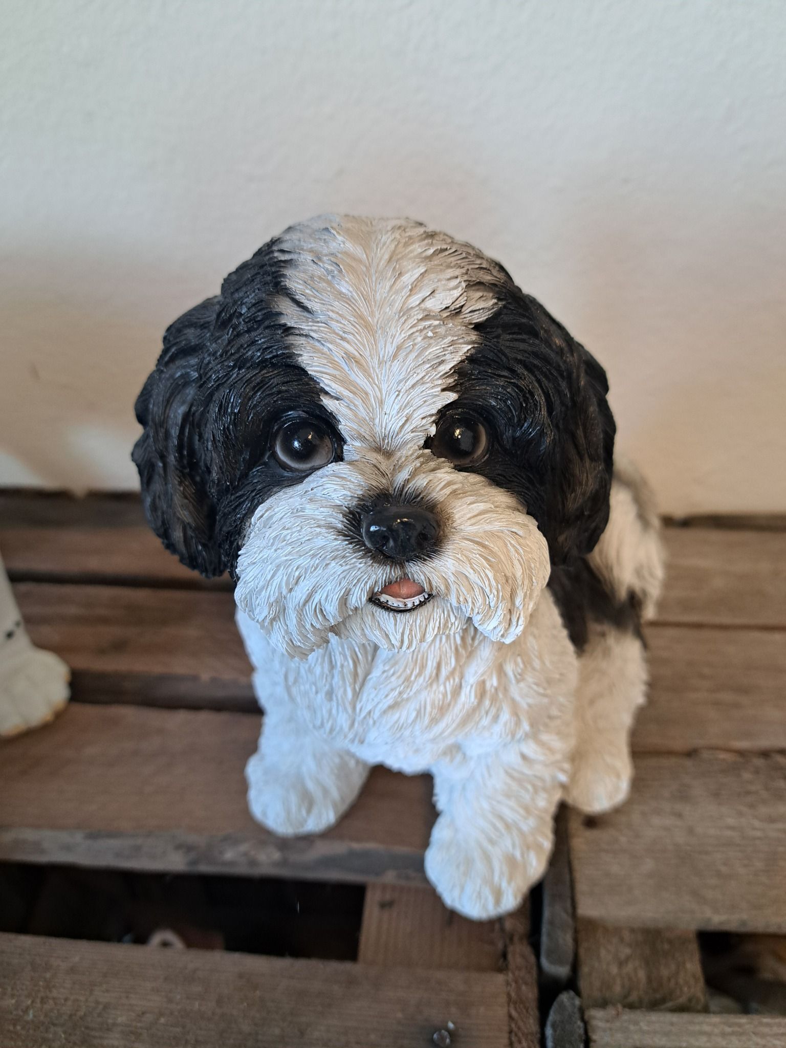 Shi Tzu hvalp sort