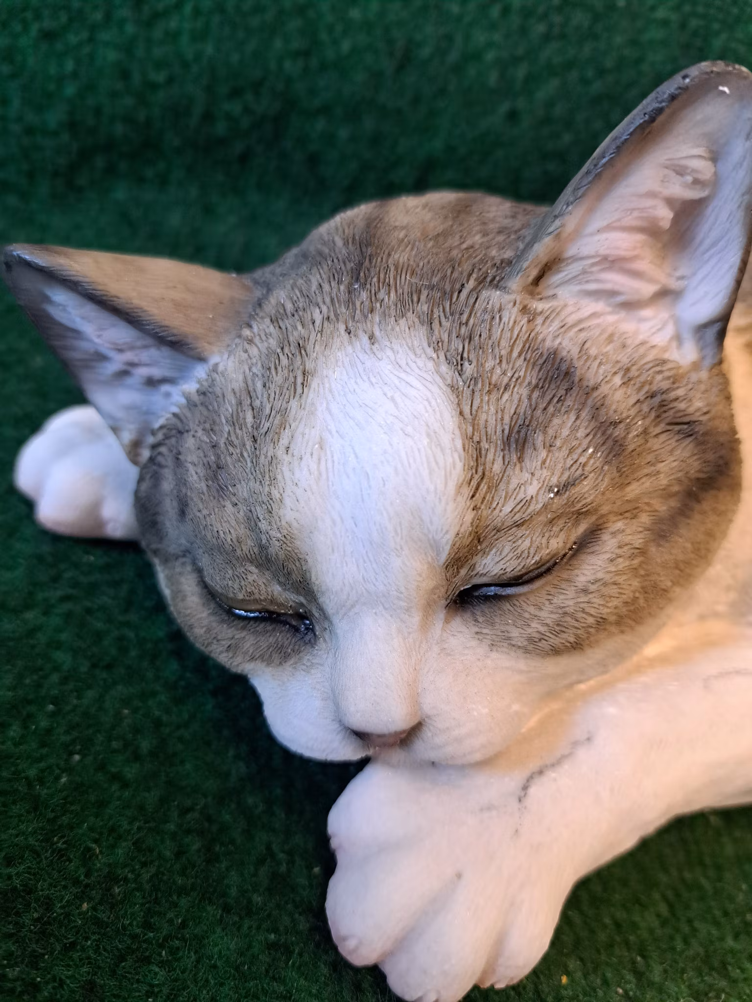Kat sover