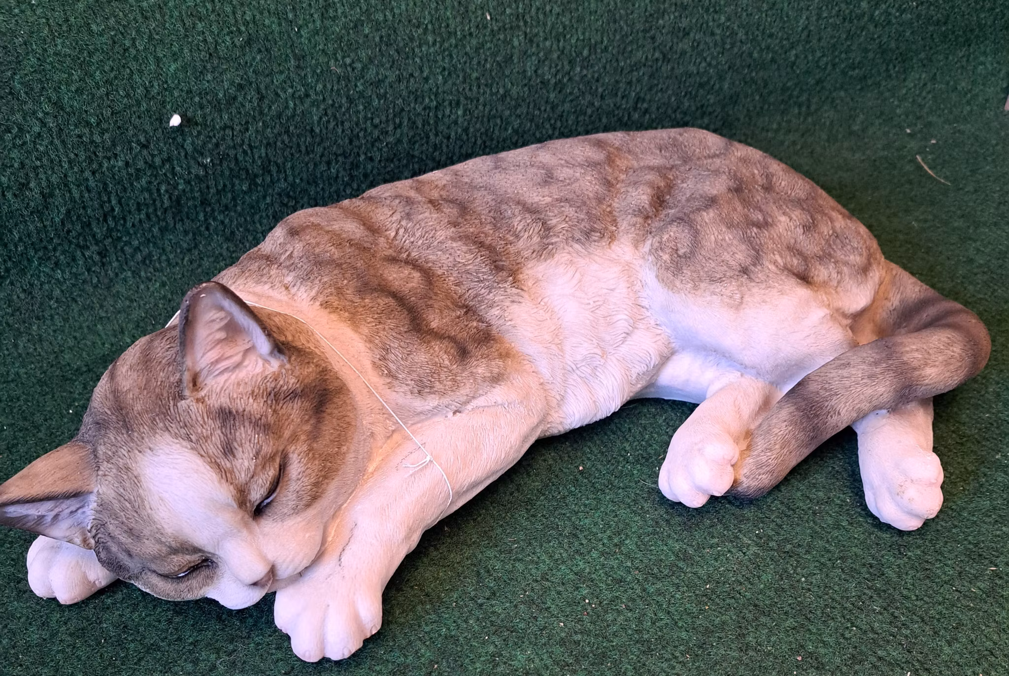 Kat sover