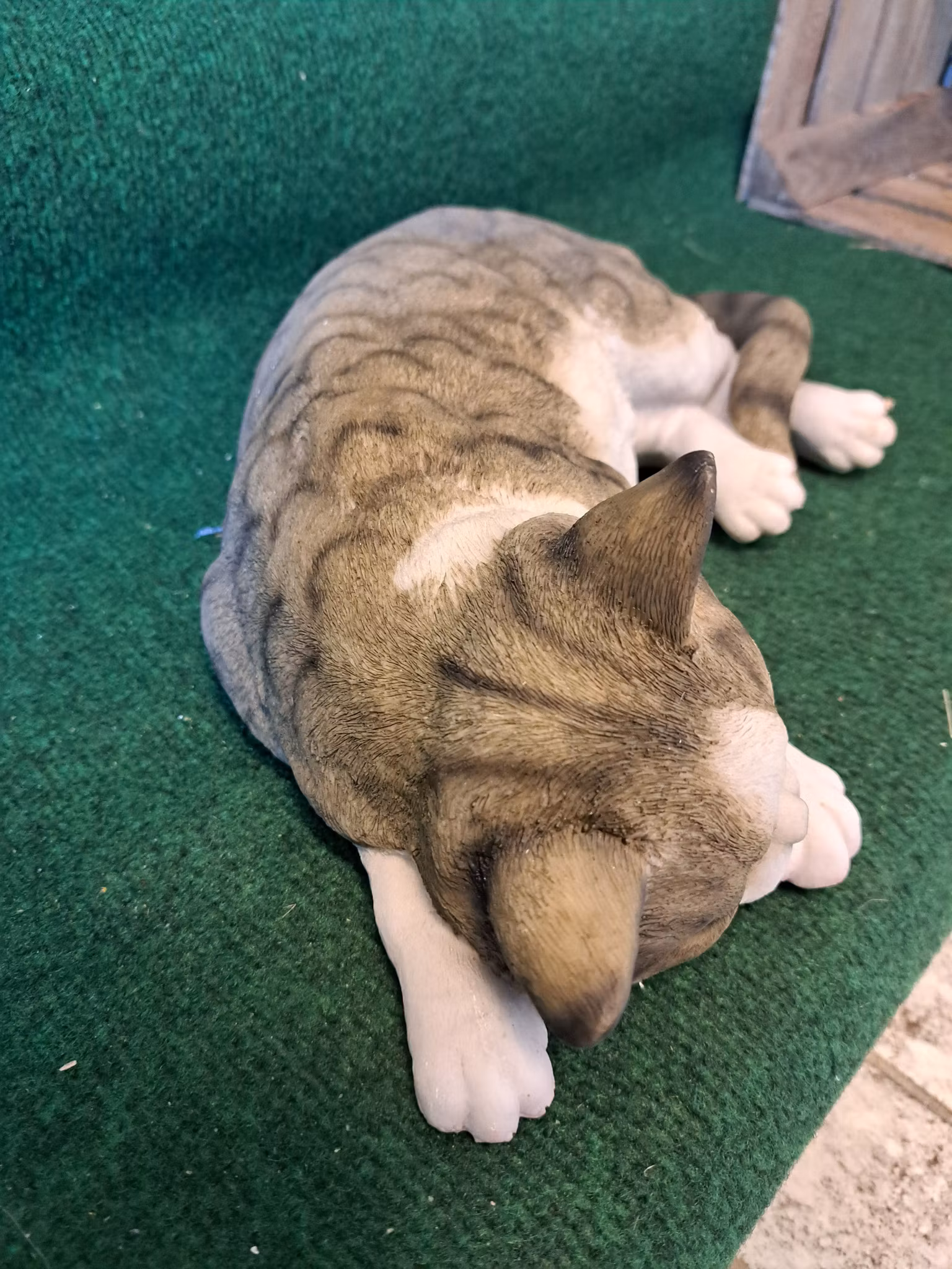 Kat sover