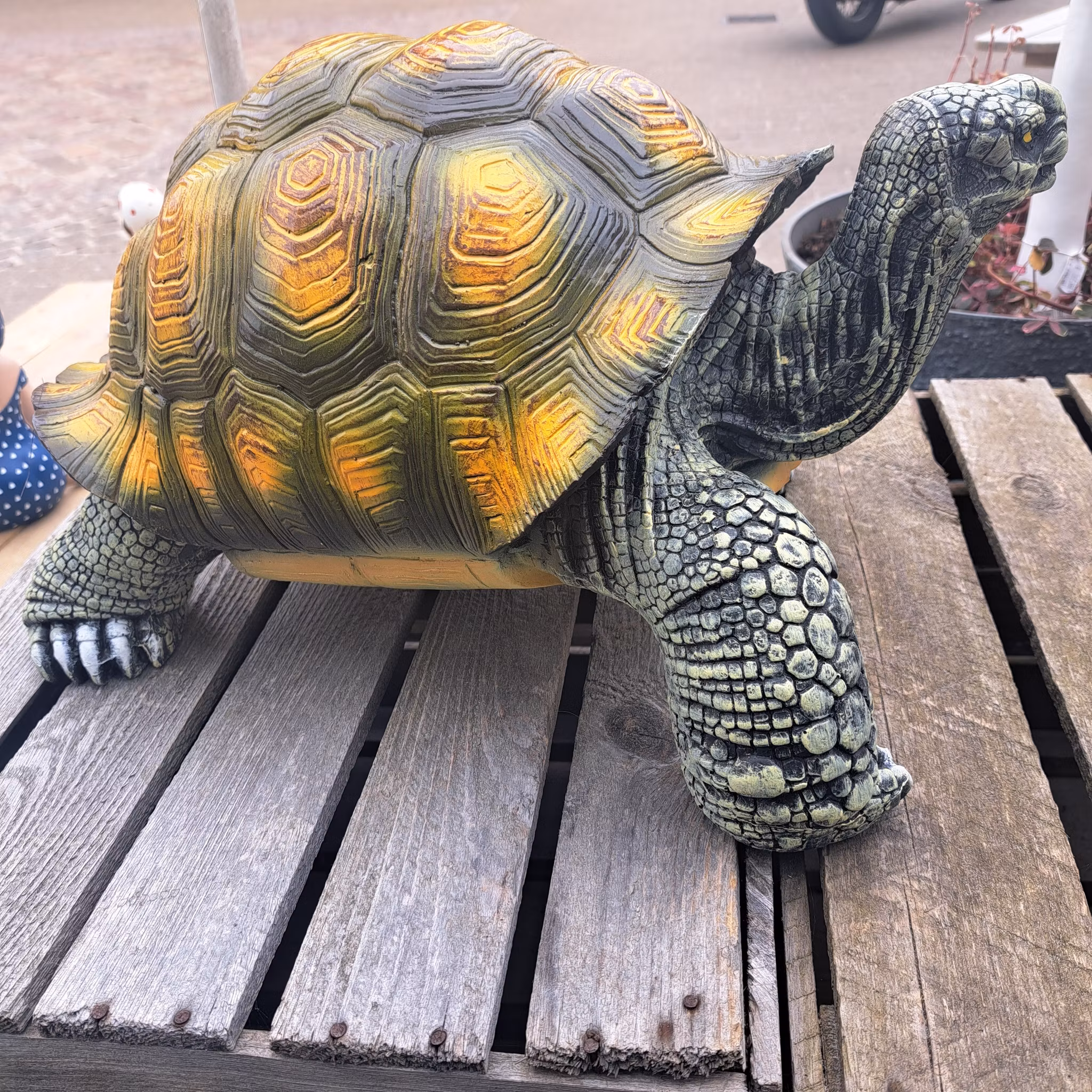 Skildpadde medium