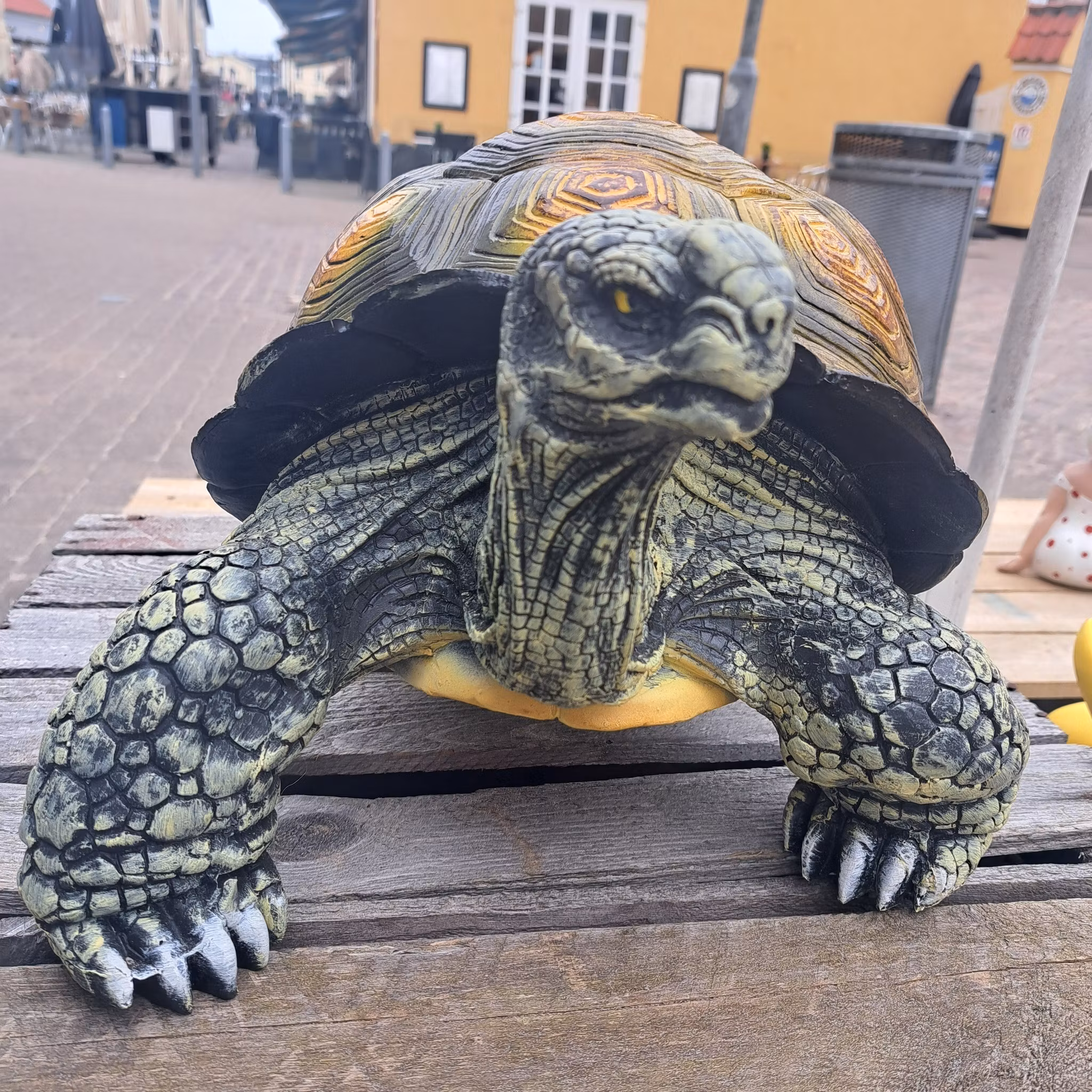 Skildpadde medium