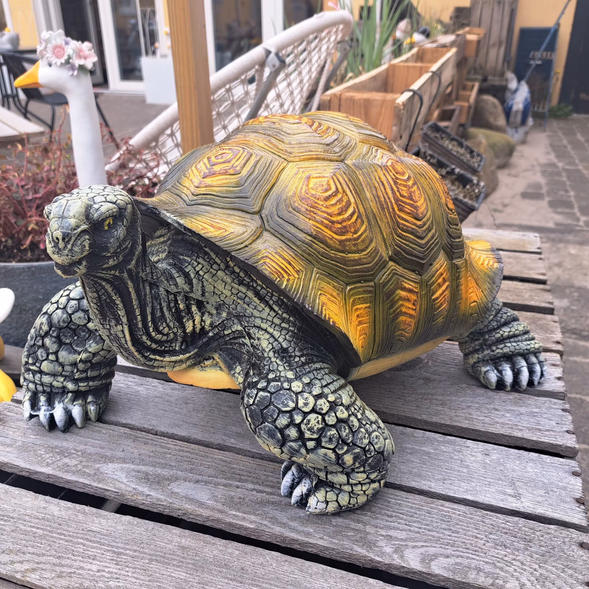 Skildpadde medium