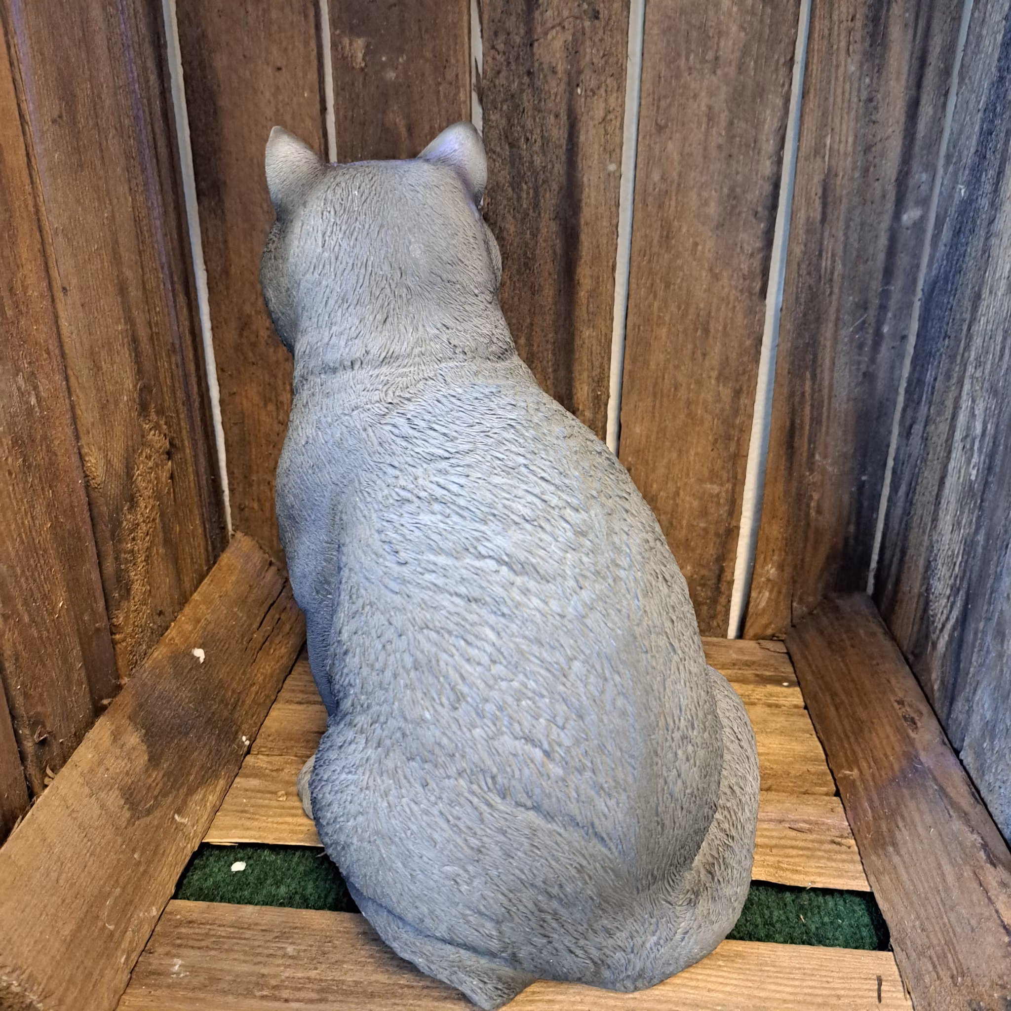 Kat grå