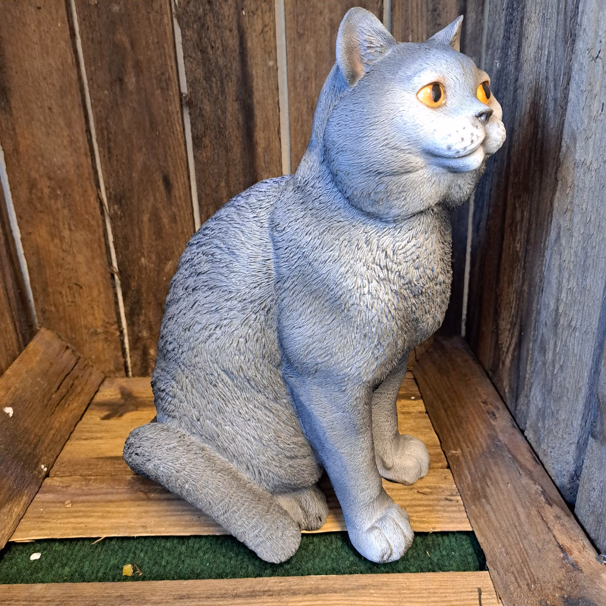 Kat grå
