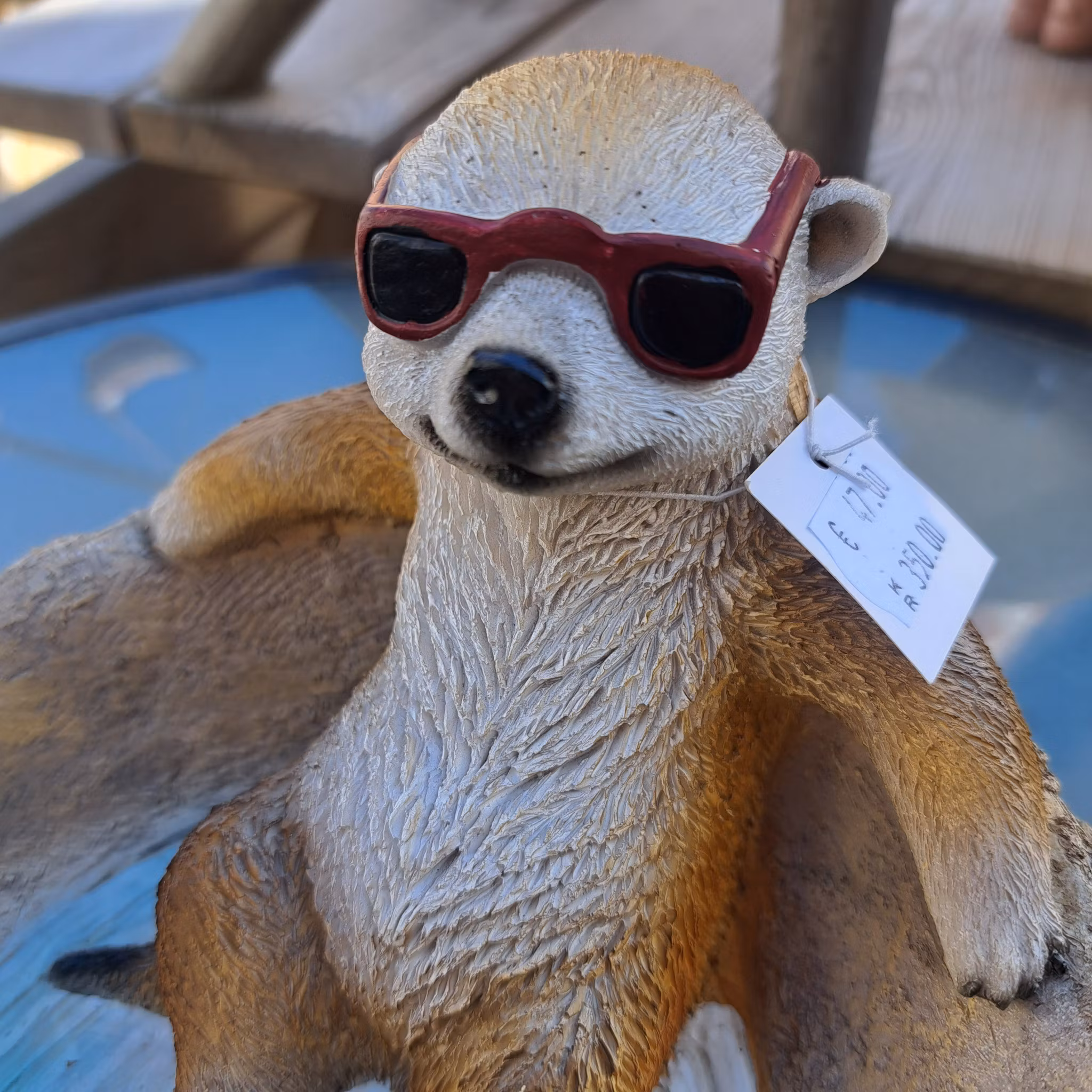 Surikater vandtrug