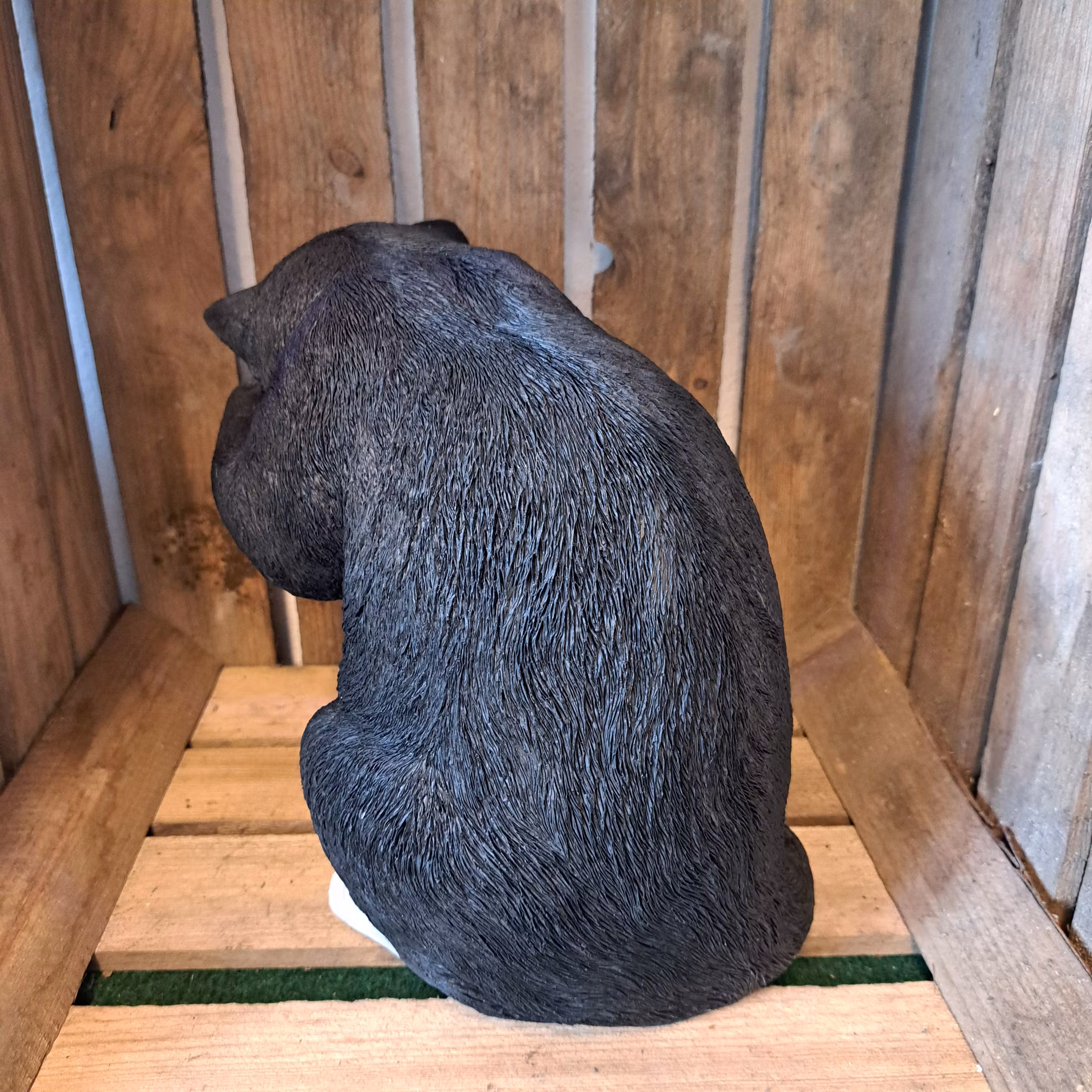 Sort kat sidder