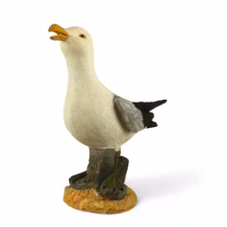 måge