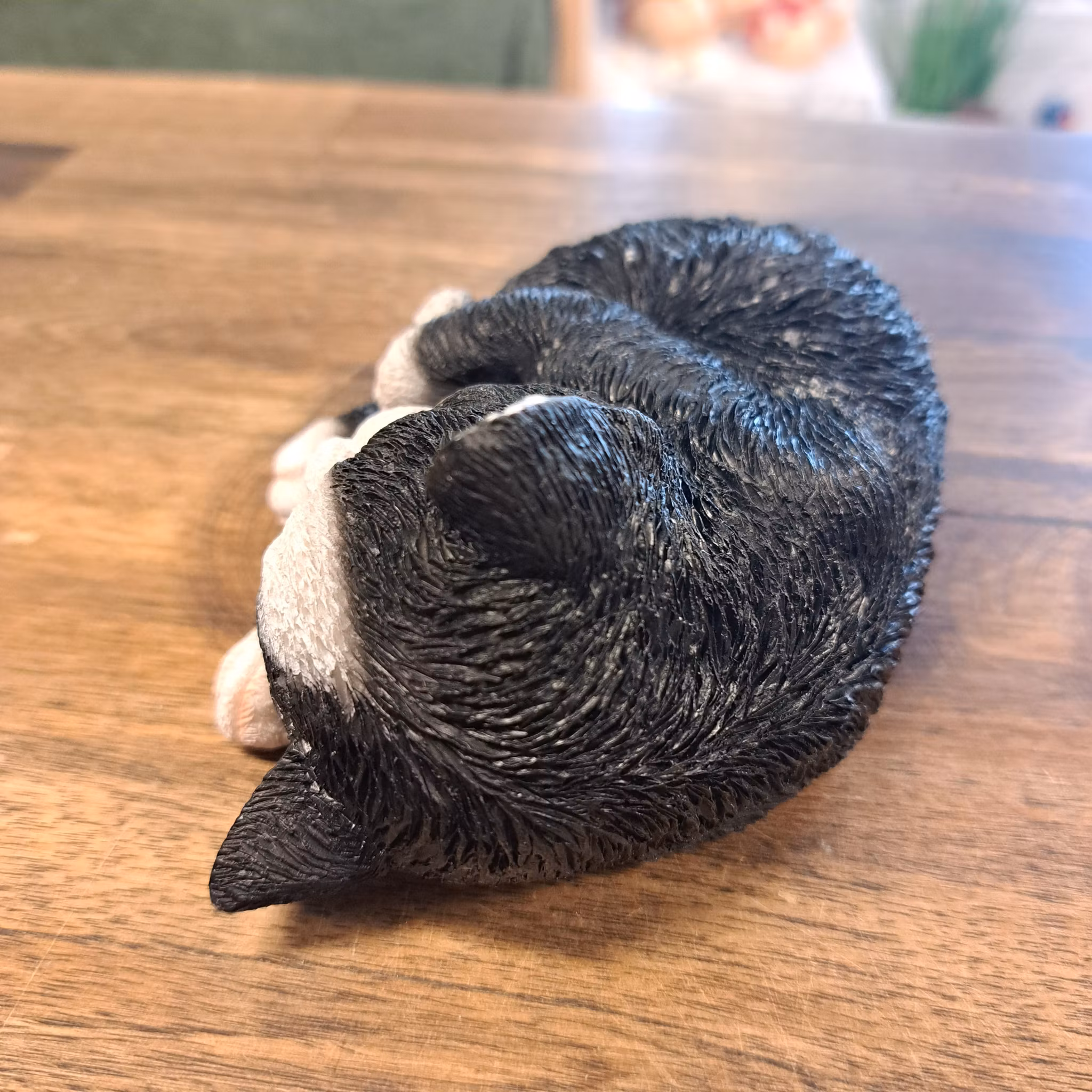 Sovende kat Sort og hvid