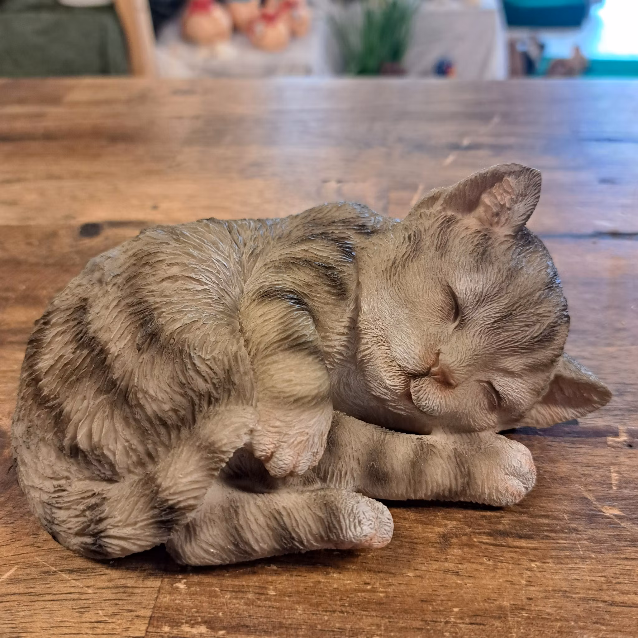 Sovende kat grå