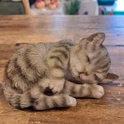 Sovende kat grå