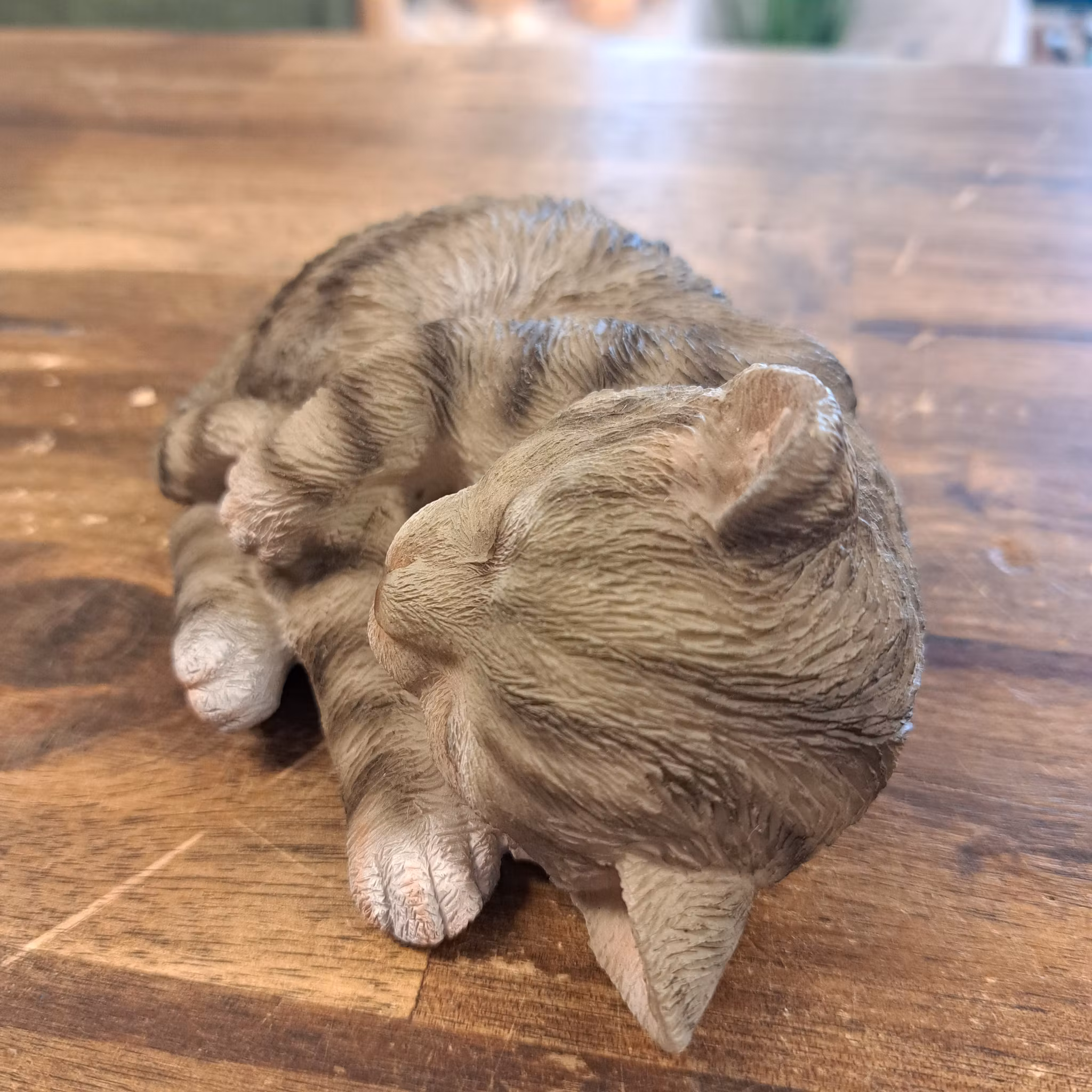 Sovende kat grå