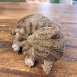Sovende kat grå