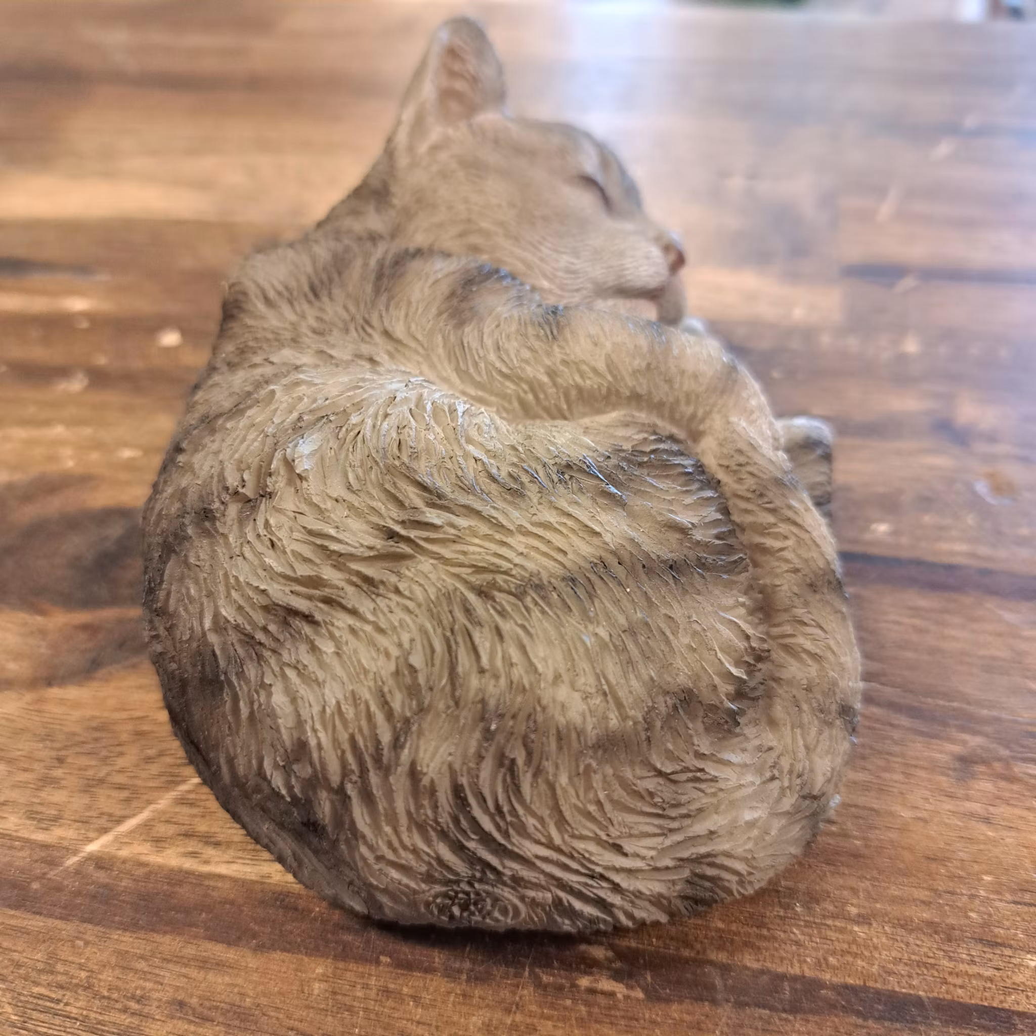 Sovende kat grå