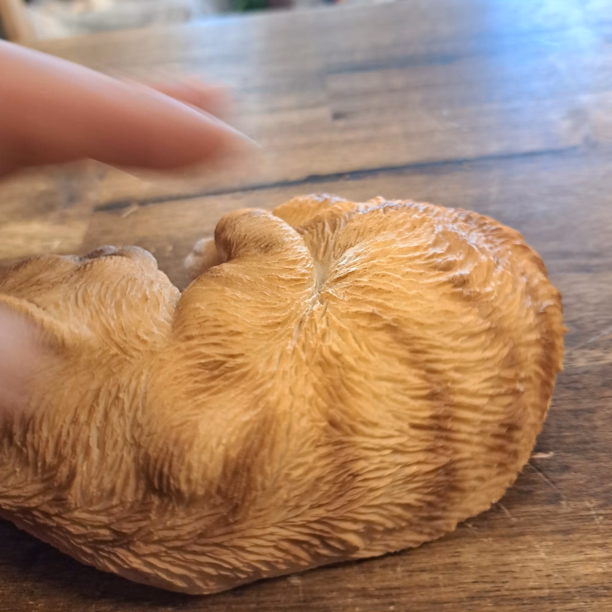 Sovende kat rød