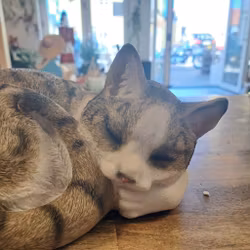 kat sover