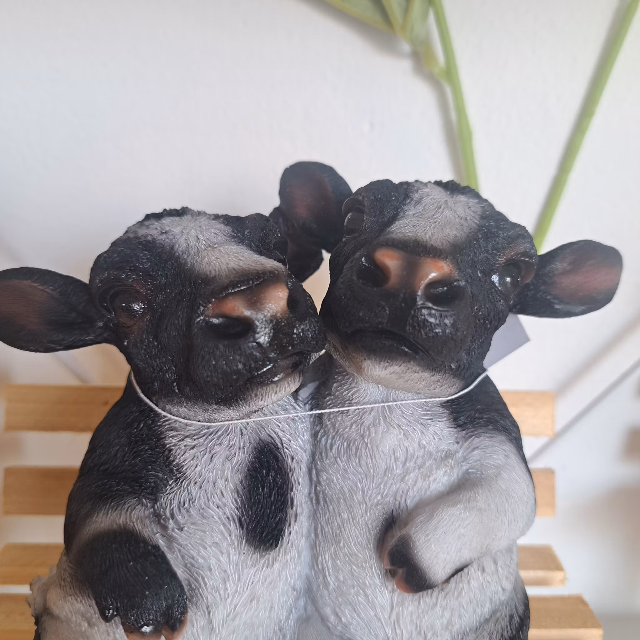 Køer på bænken