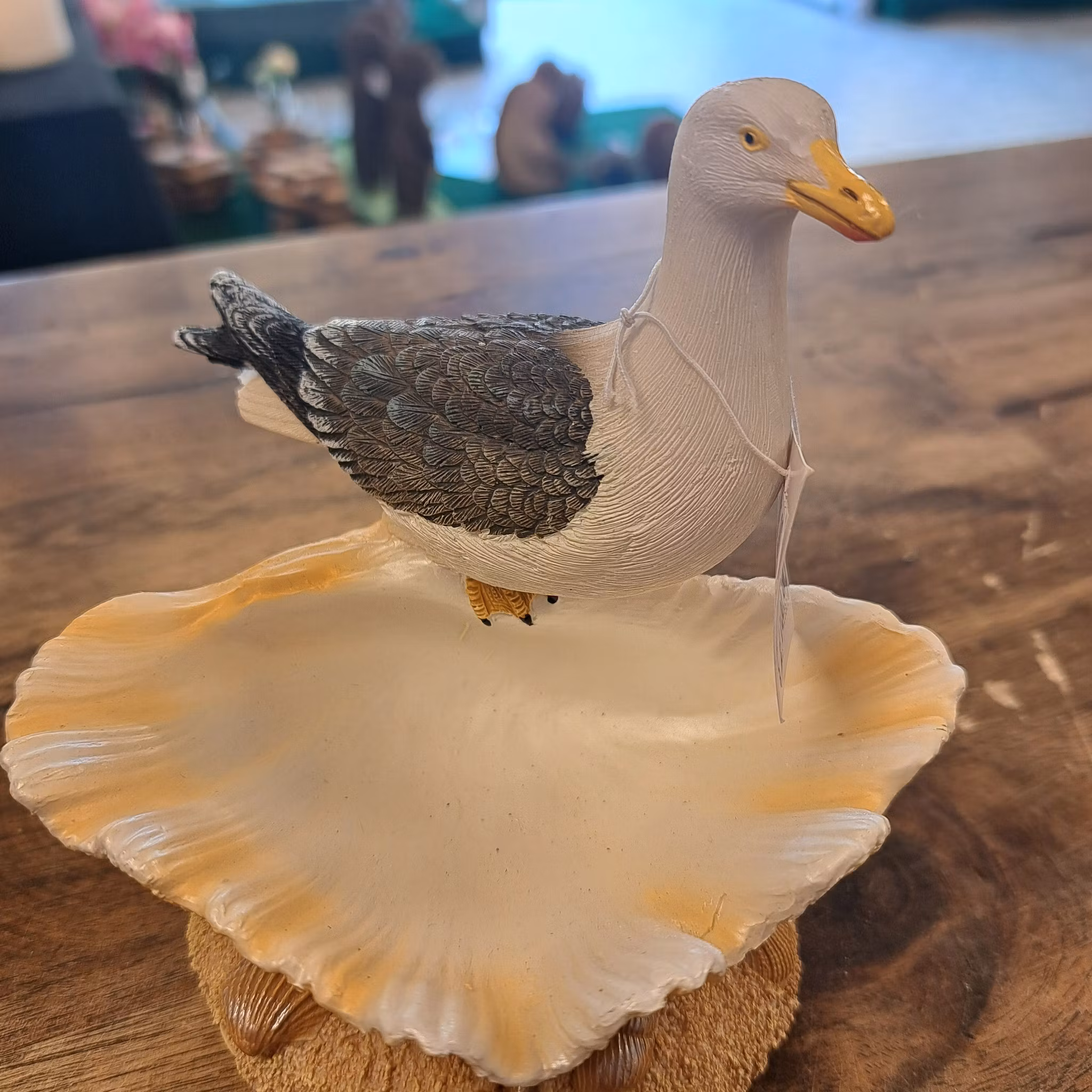 Måge på muslingeskal