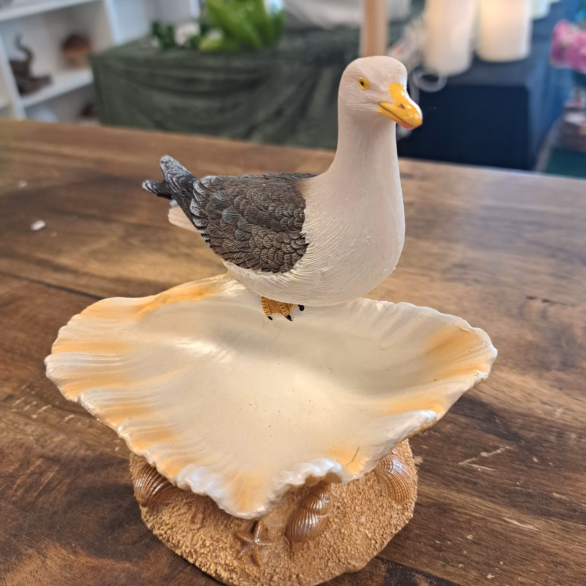 Måge på muslingeskal