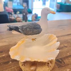 Måge på muslingeskal