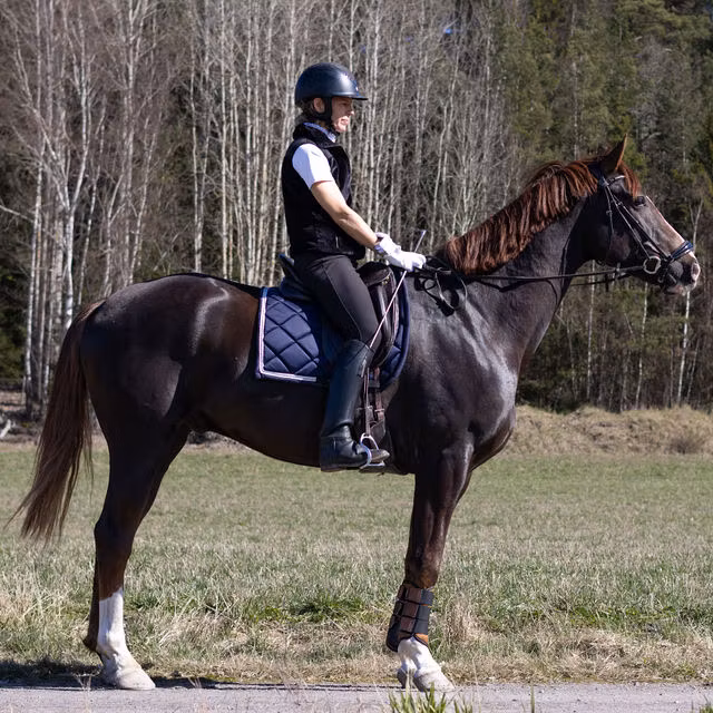 Marinbl&aring;tt dressyrschabrak