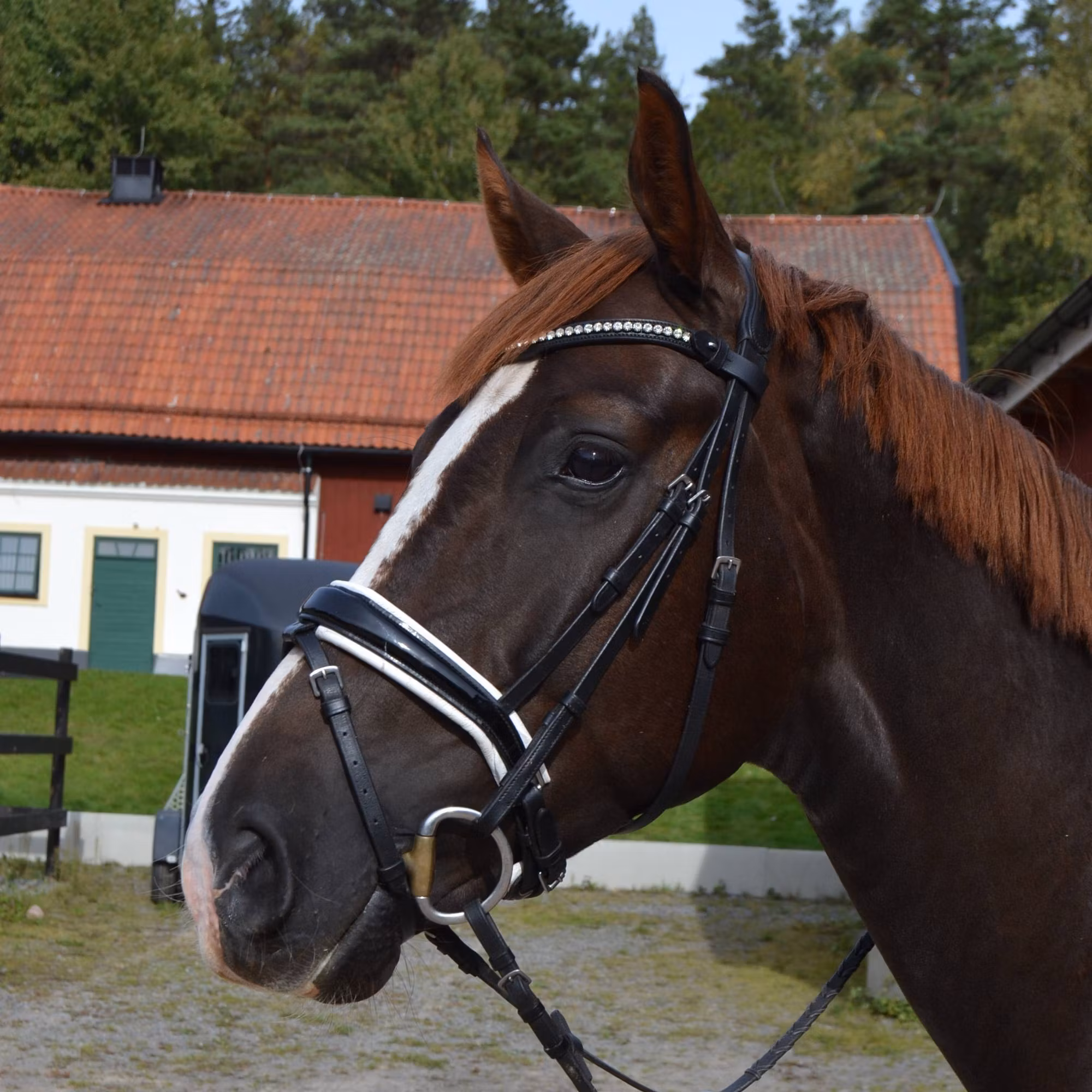 Svart träns vitfodrad lacknosgrimma