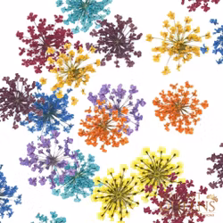 Dried flowers