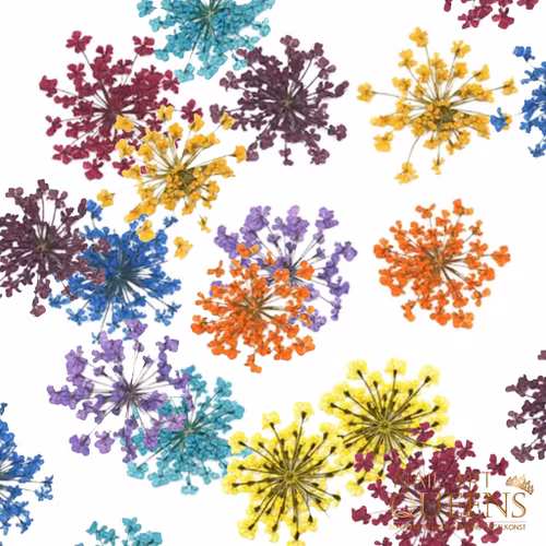 Dried flowers