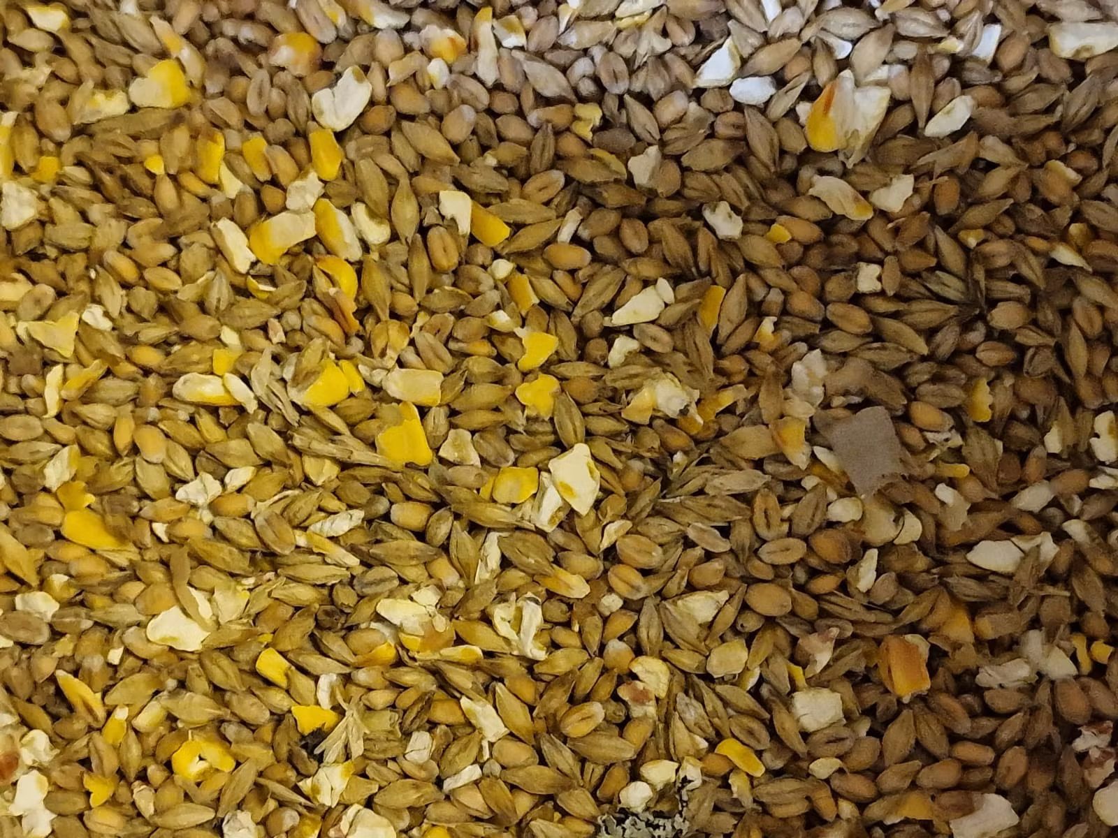Natural Höns mix 15kg (60) Hel pall (Fraktfri)
